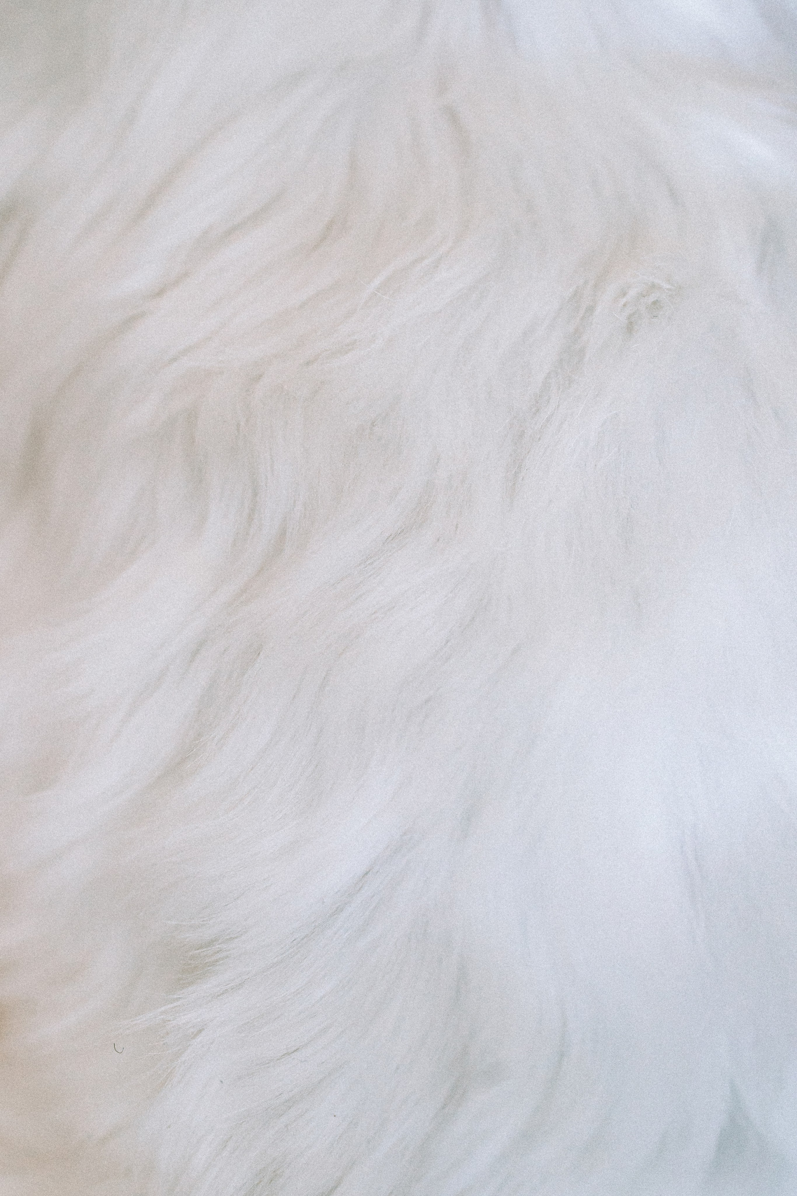 День Рождения Шу