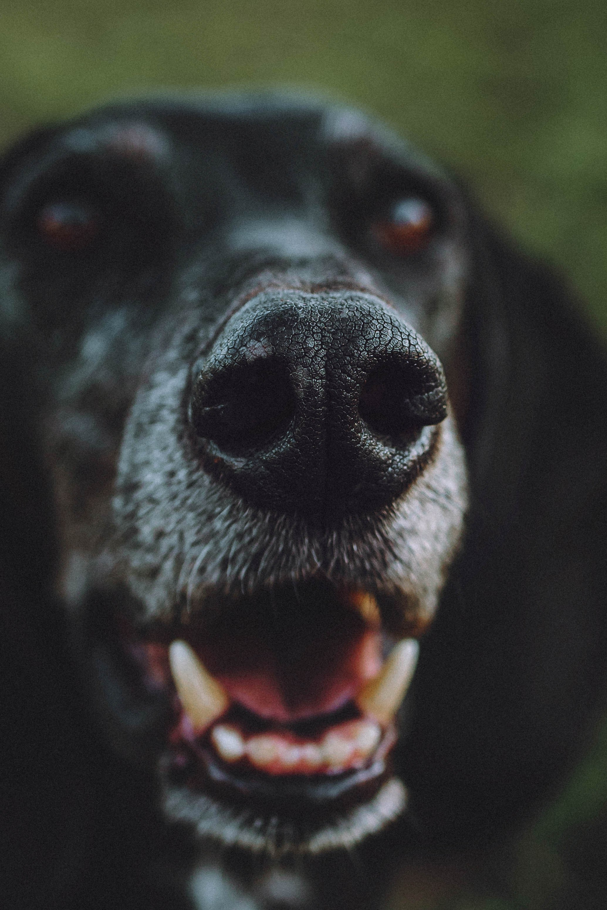 Камри и Пафи