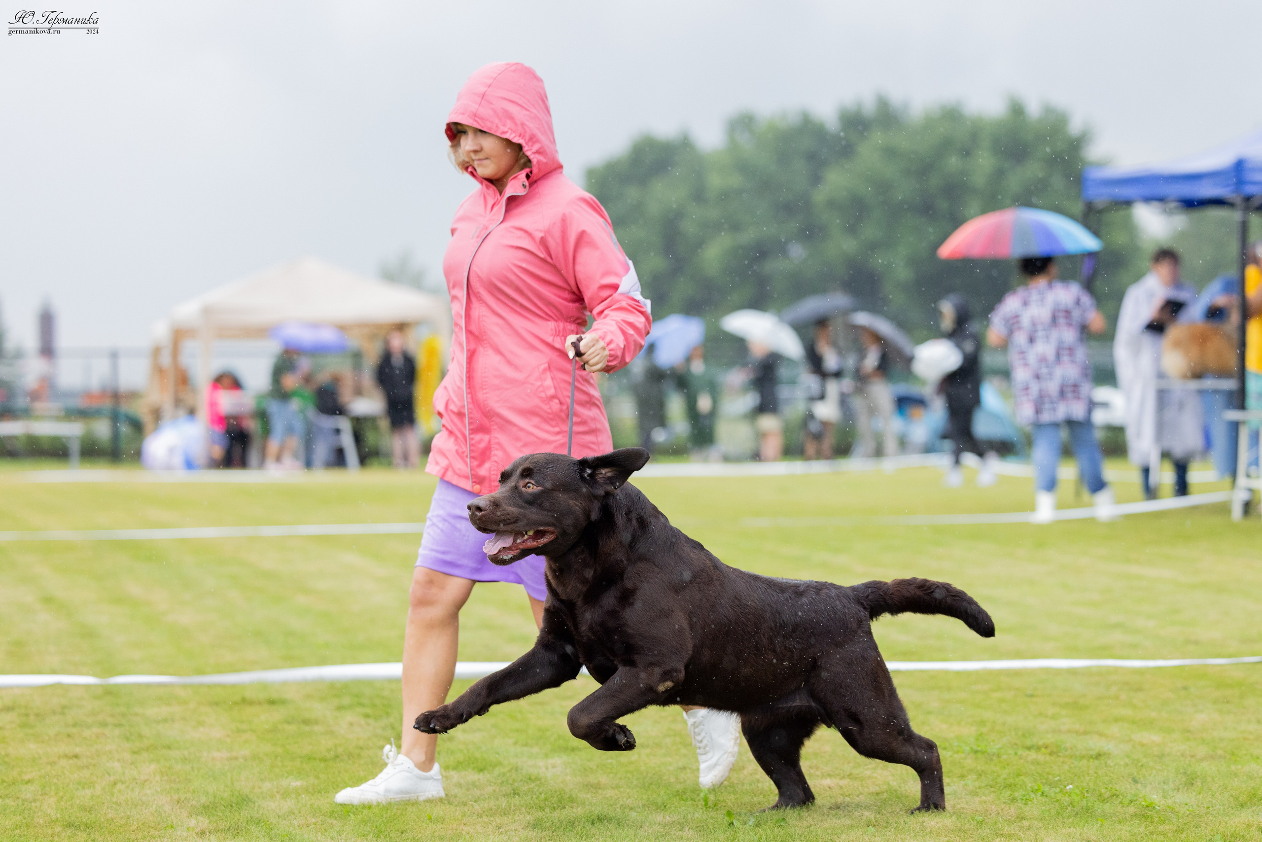 Ярославль 21.07.24 и Балашиха 13.07.24. Фотограф-анималист Юлия Германика