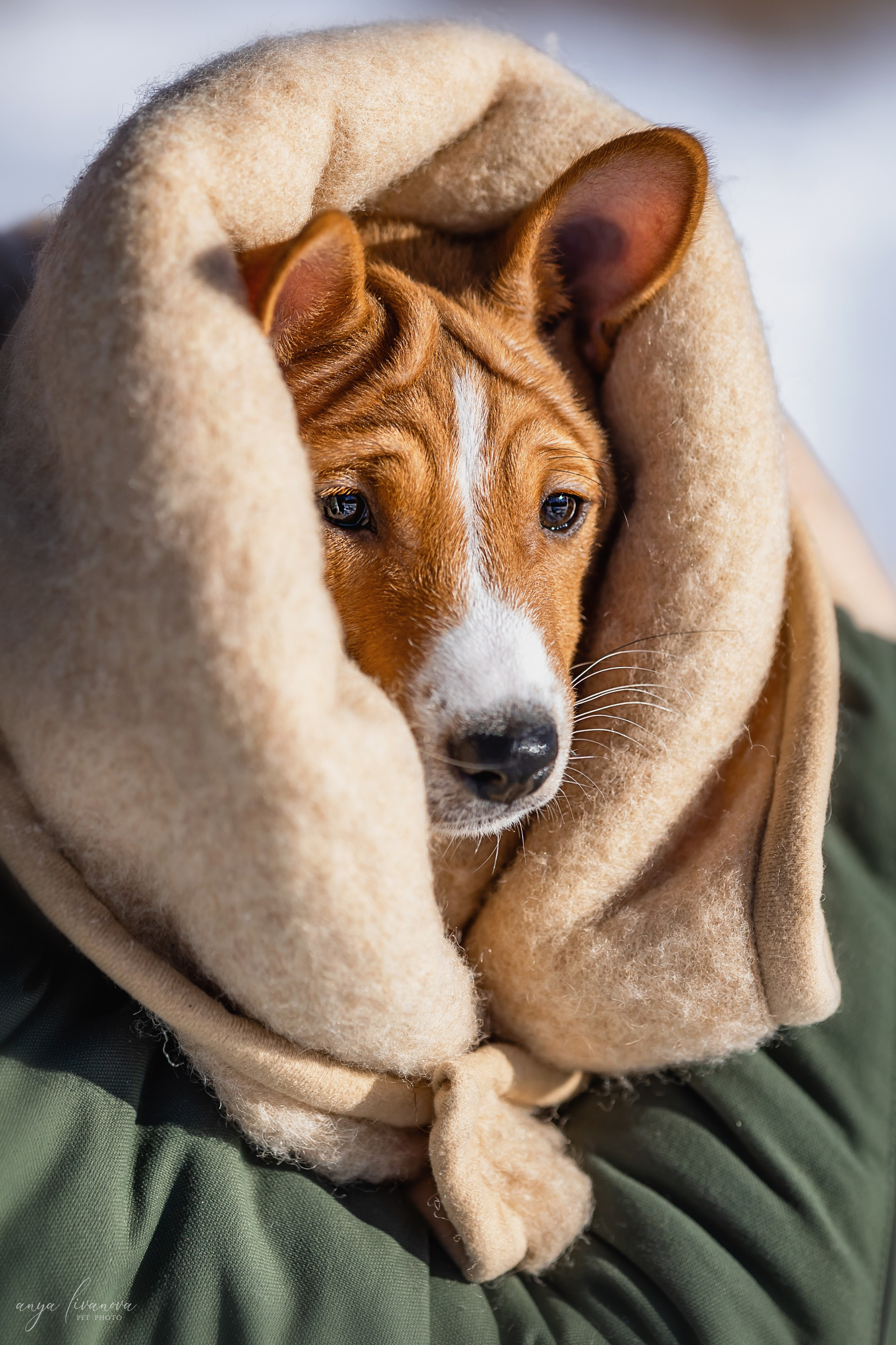 Балу. Фотограф анималист Аня Ливанова | Рыбинск