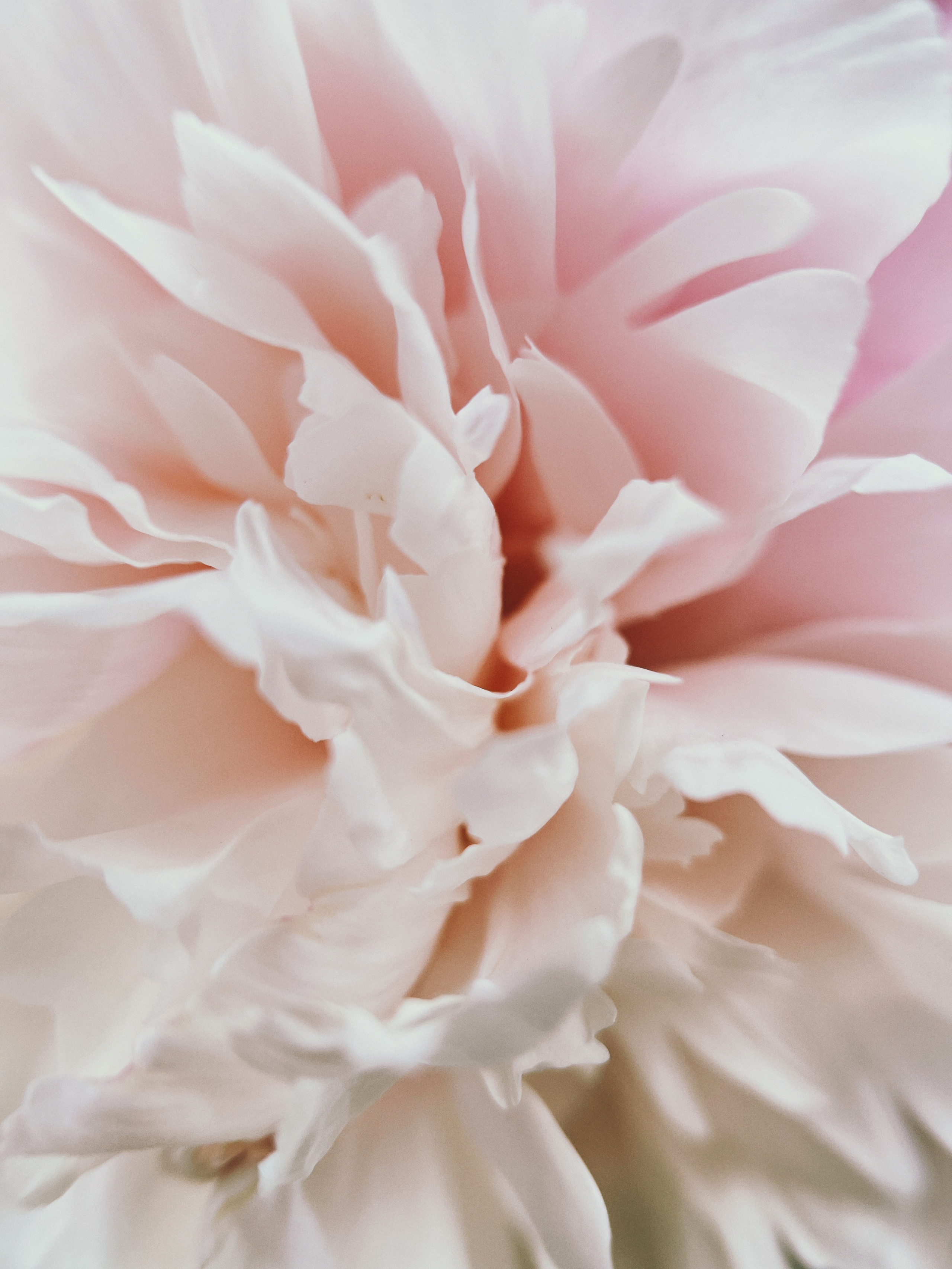 Flower song. Юля Ф