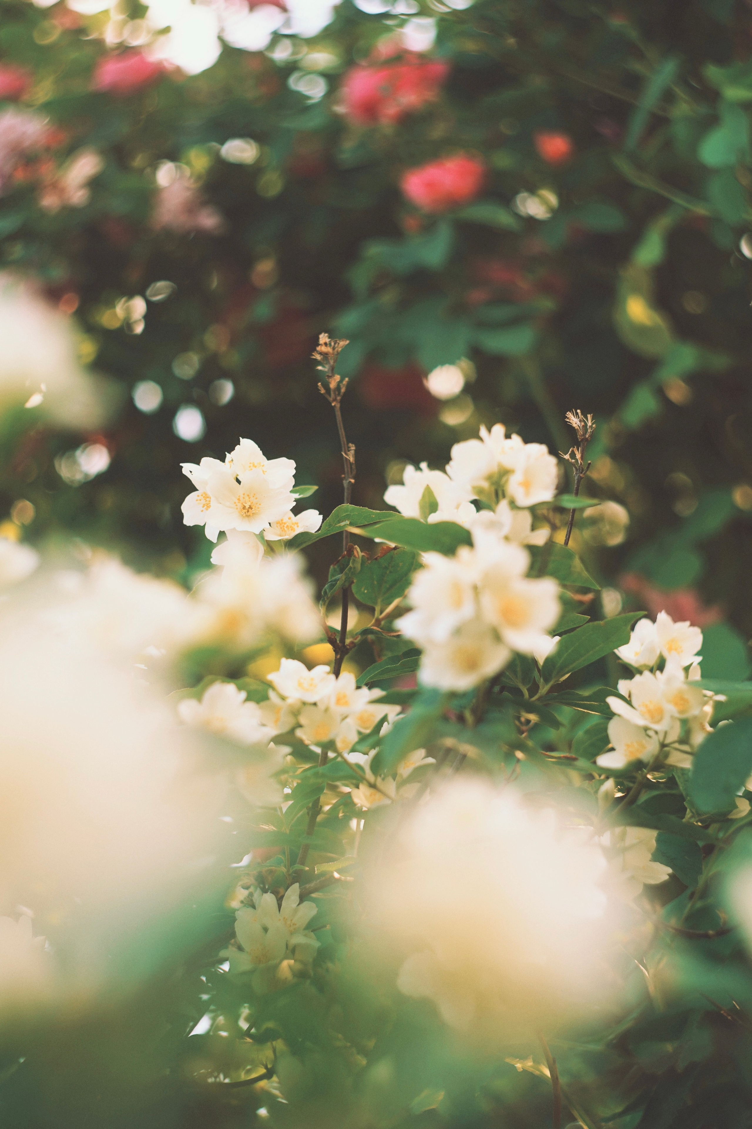 Flower song. Юля Ф