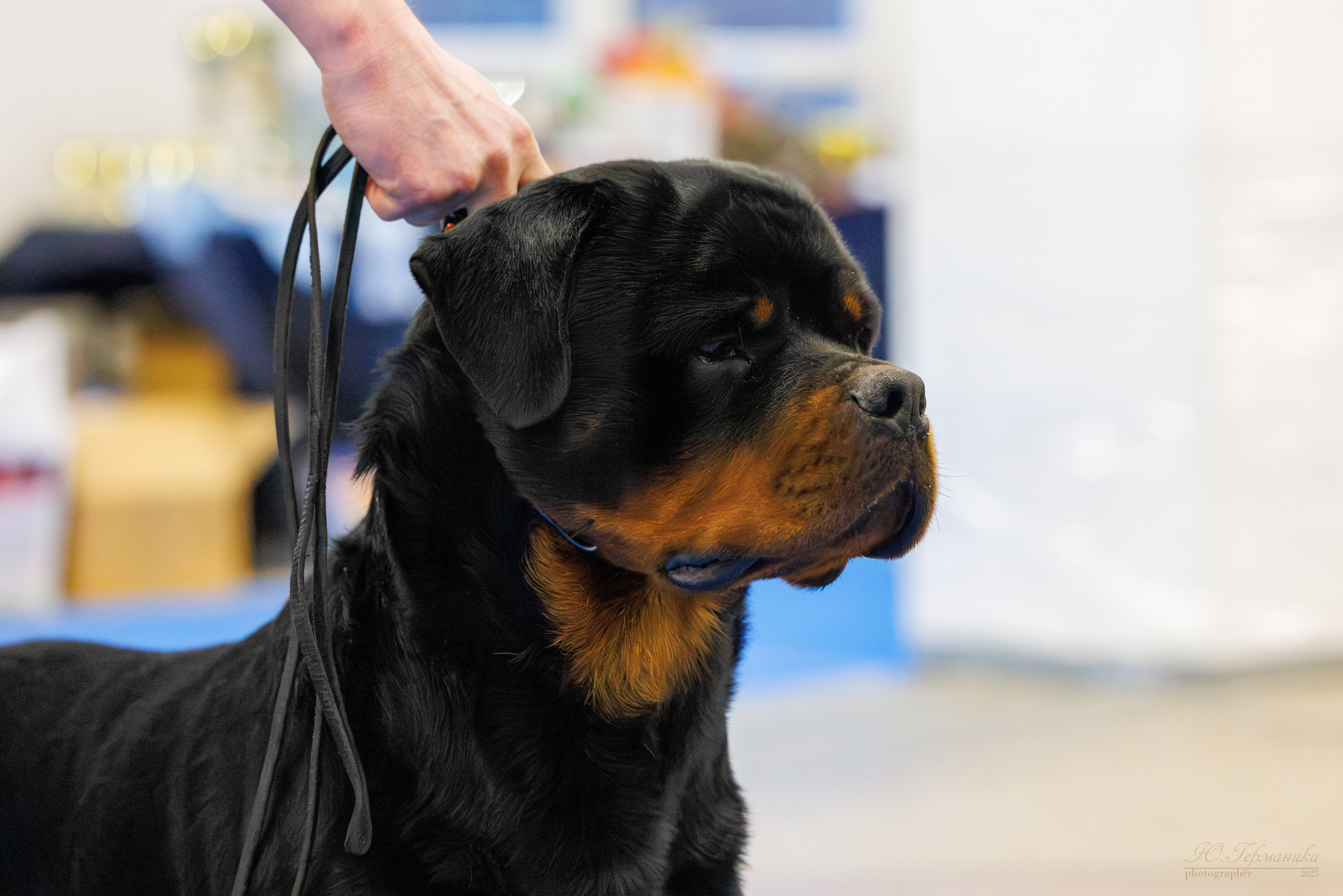 Питер ротвейлеры 18.01,Крокус 19.01.2025. Фотограф-анималист Юлия Германика