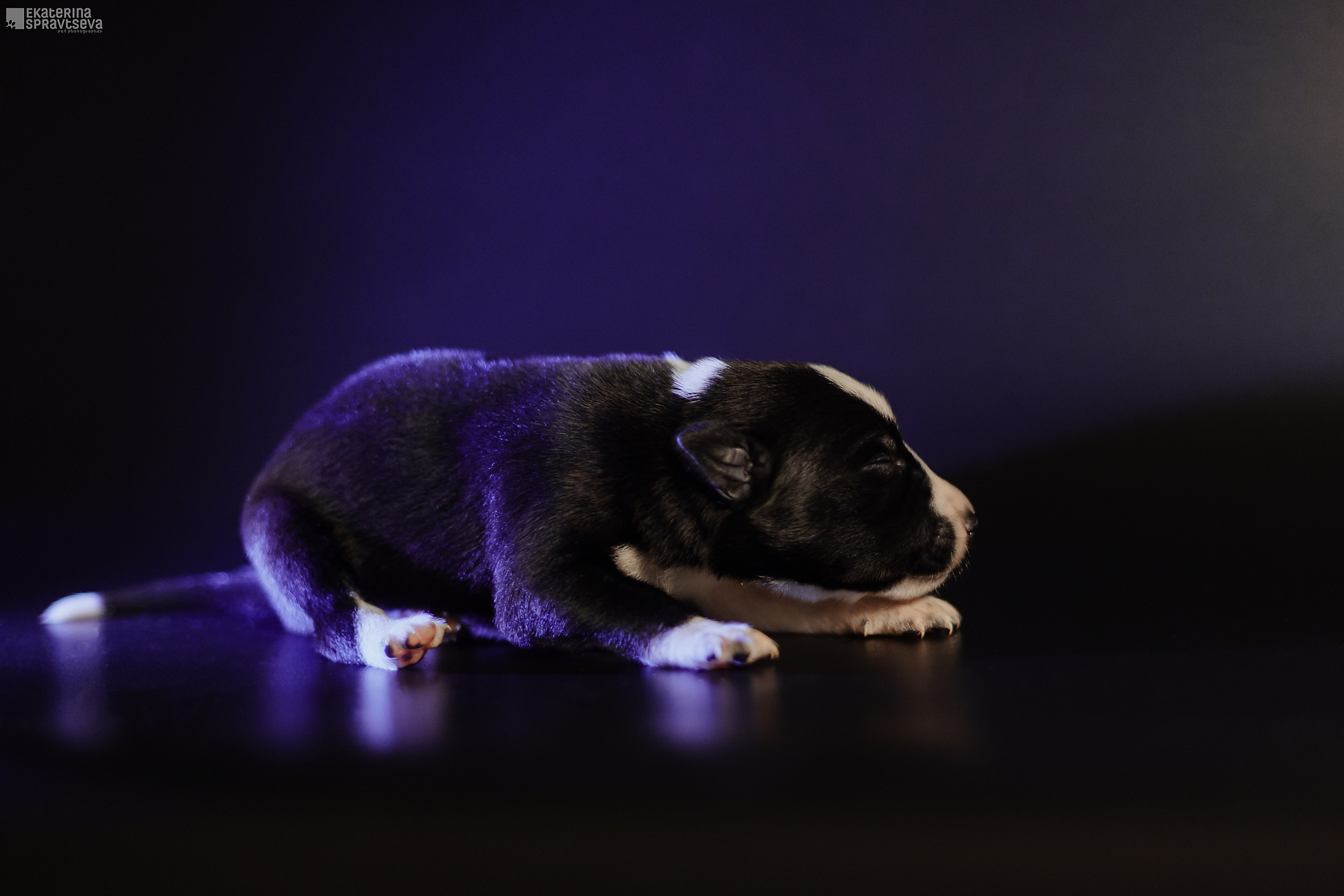 Щенки бордер колли от Ап х Ра. Фотограф Анималист Екатерина Справцева в Нижнем Новгороде