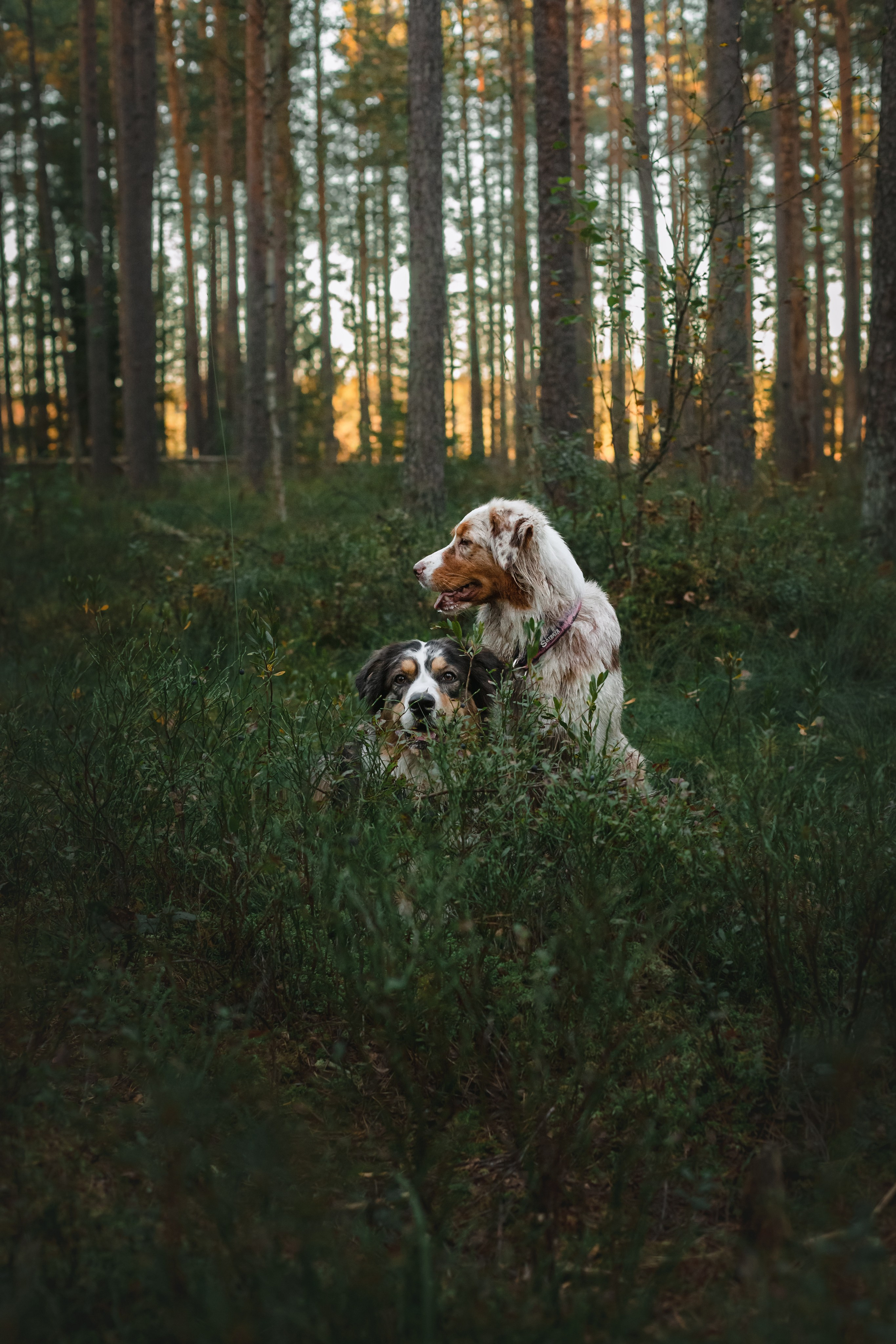 Фотопрогулка в Ленобласти. Фотограф-анималист Татьяна Степанова