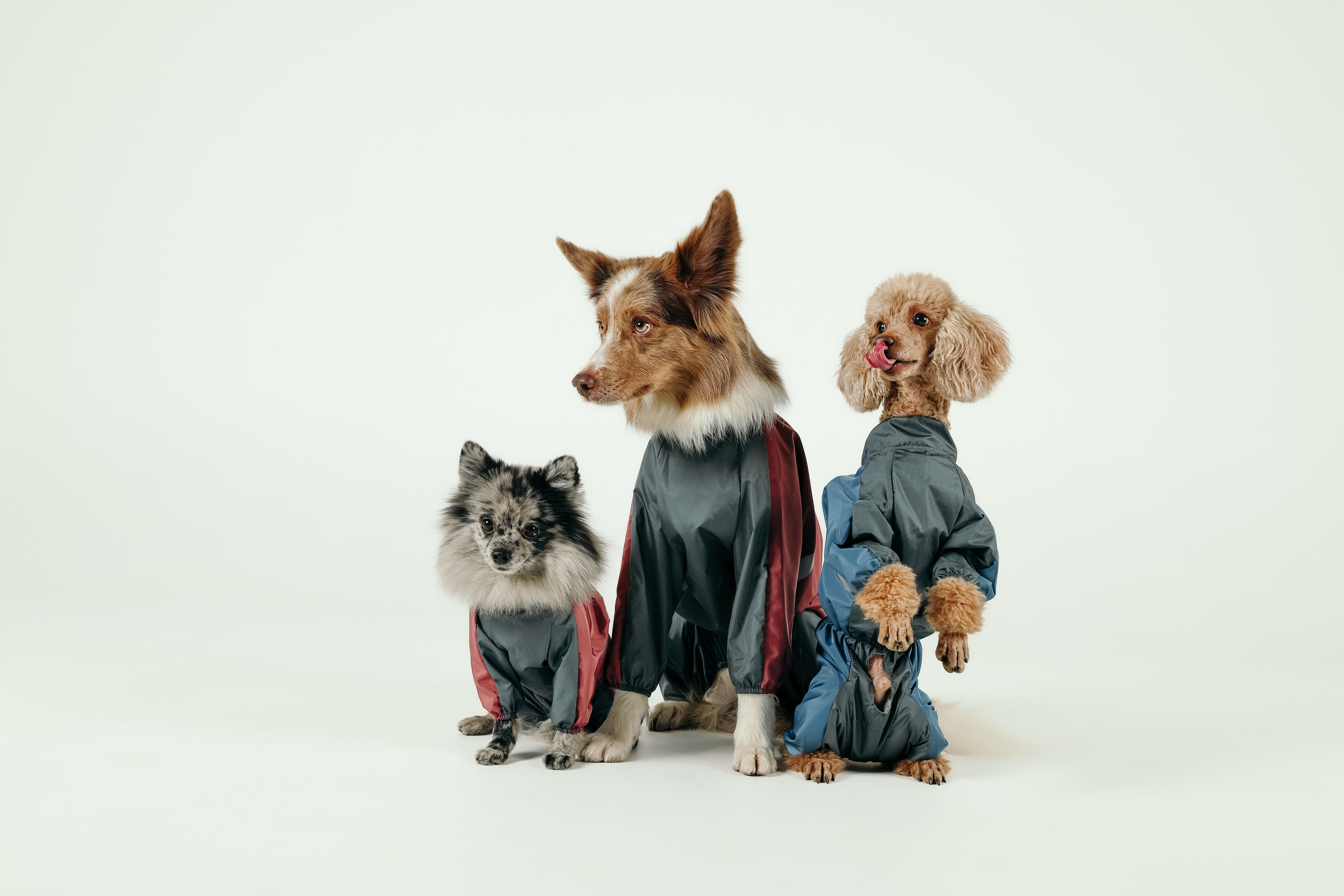 Для брендов. Фотограф- анималист Санкт-Петербург