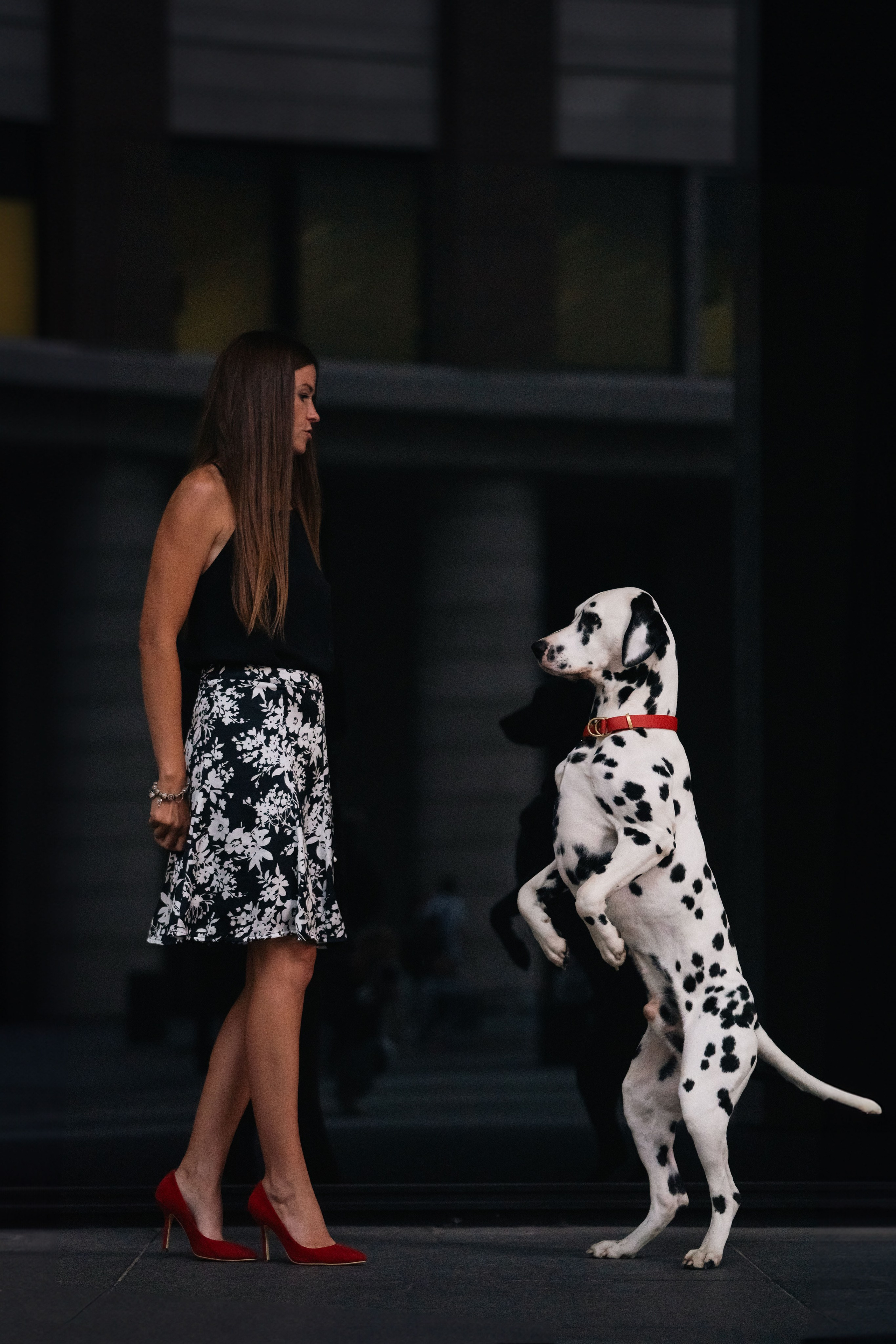 1 Далматин. Фотограф анималист