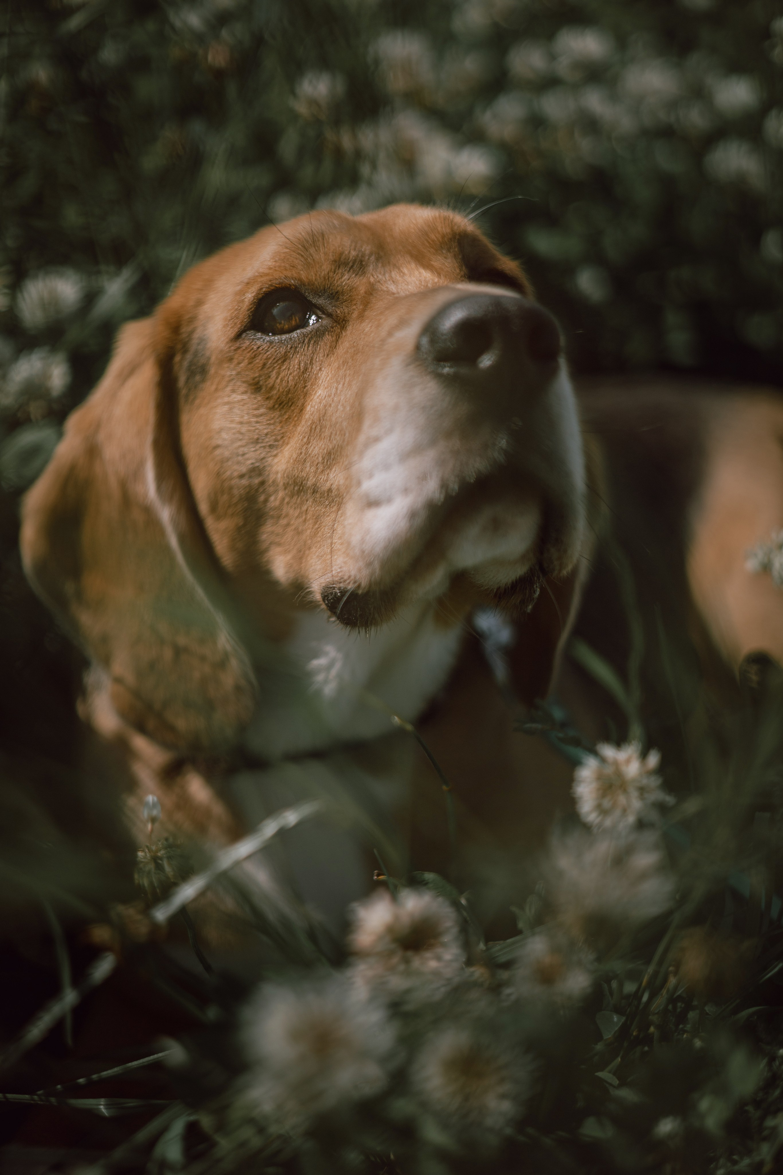 Оуджи и Катя. Фотограф — анималист •love-story•|Санкт-Петербург