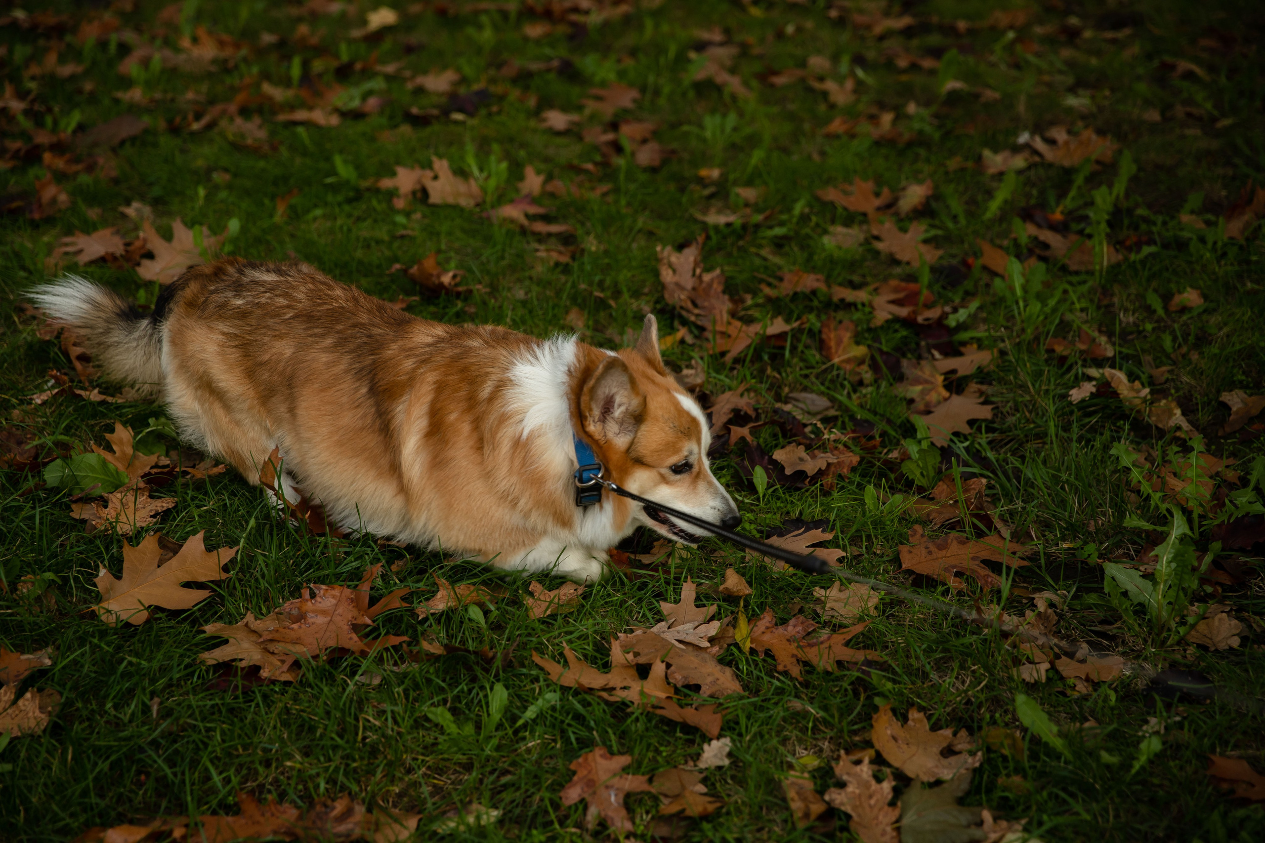 Ксюша и Сэм. Семейный и свадебный фотограф в Краснодаре. Кристина Ендальцева