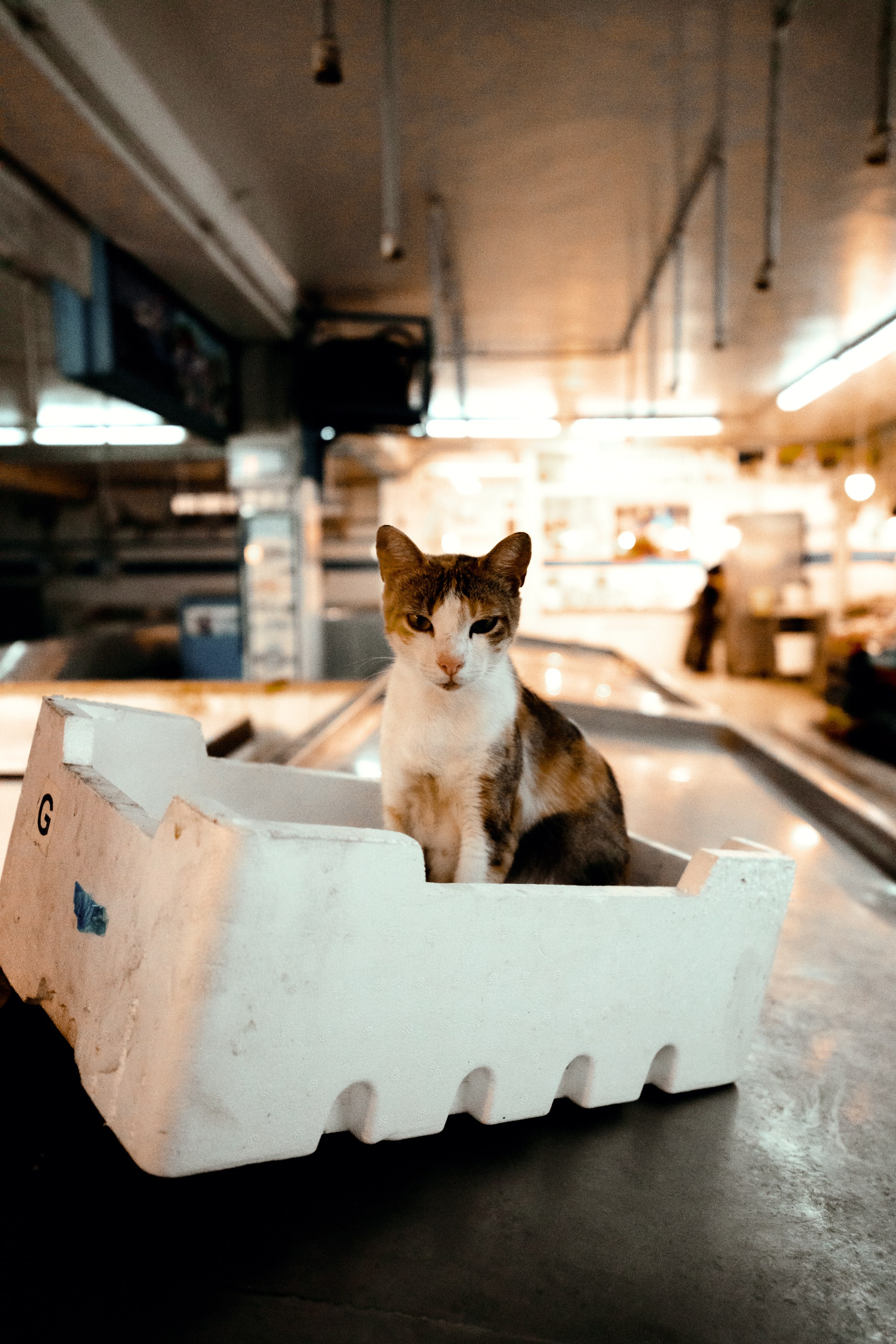 Северная Африка: Тунис, Марокко. Фотограф в Хабаровске. Фотография за 24 часа
