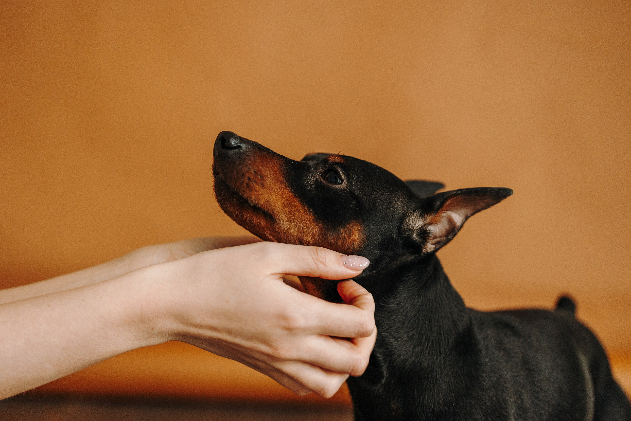 Катя и ее мальчики. Фотограф — Анималист | Санкт-Петербург