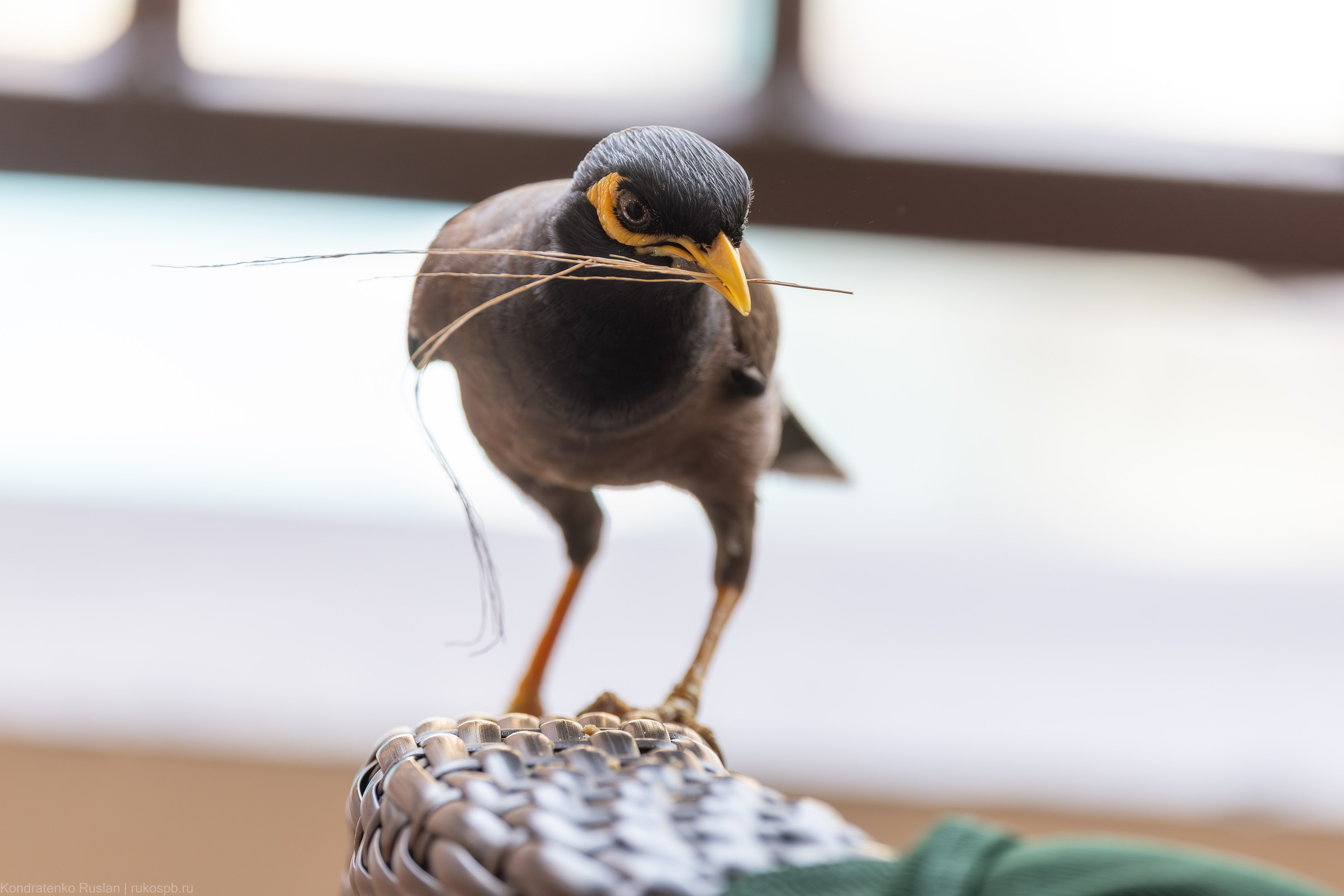 Обыкновенная майна. Архитектурный и пейзажный фотограф Кондратенко Руслан, Санкт-Петербург