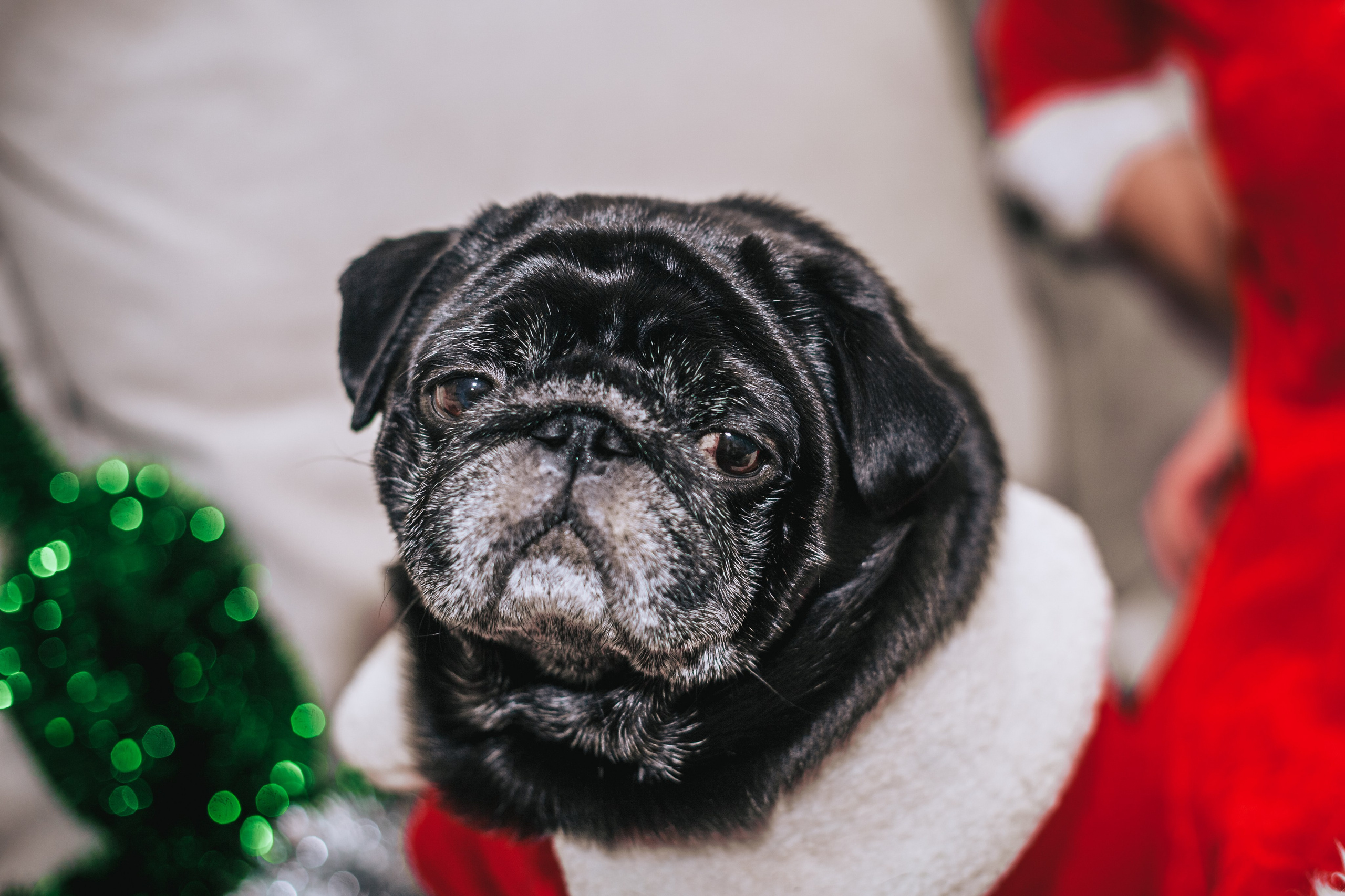 Домашняя фотосессия Оли и двух ее мопсов. Фотограф-анималист Татьяна Степанова