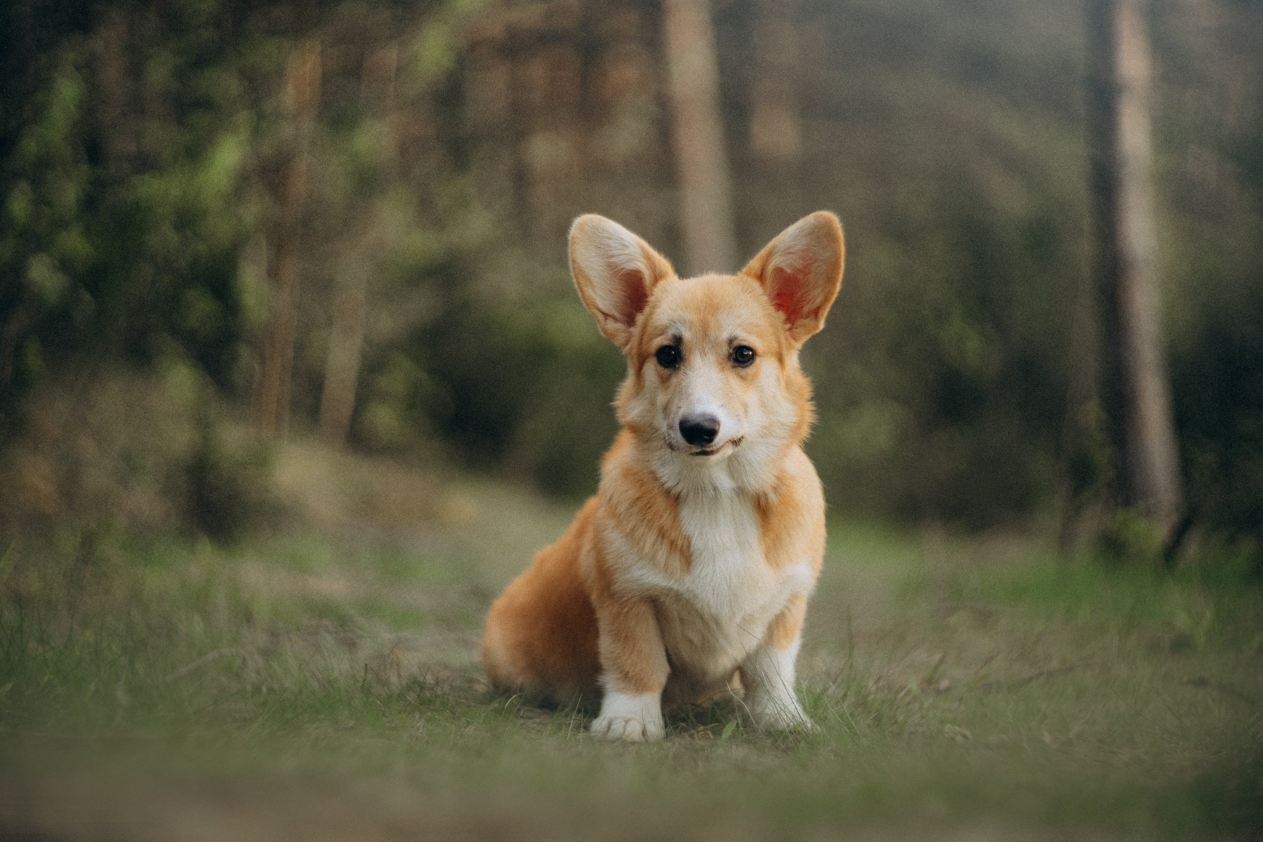 Катя и Берта. Фотограф анималист в Москве и Санкт-Петербурге Свиридова Анна