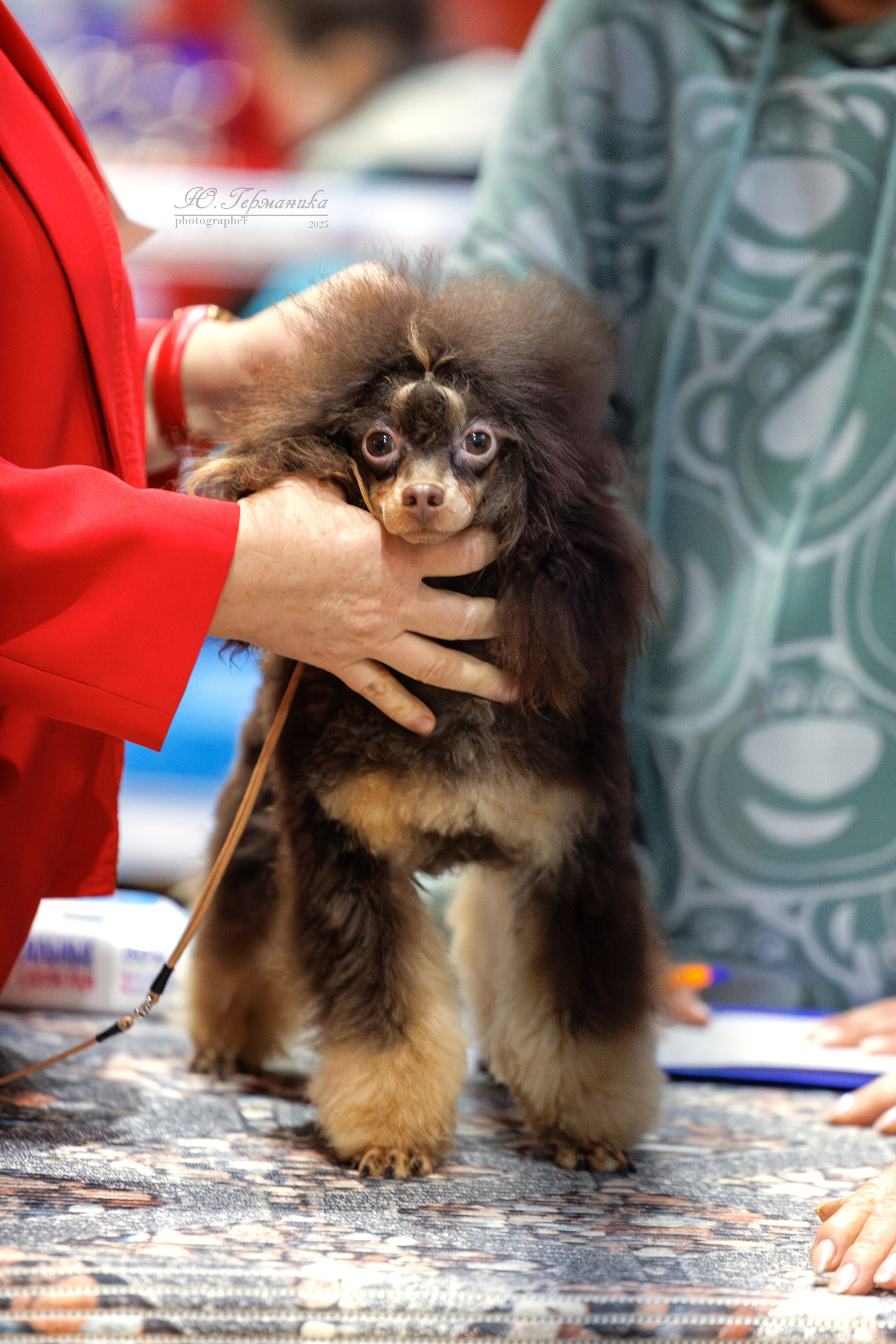 Тверь 21.12.2025. Фотограф-анималист Юлия Германика