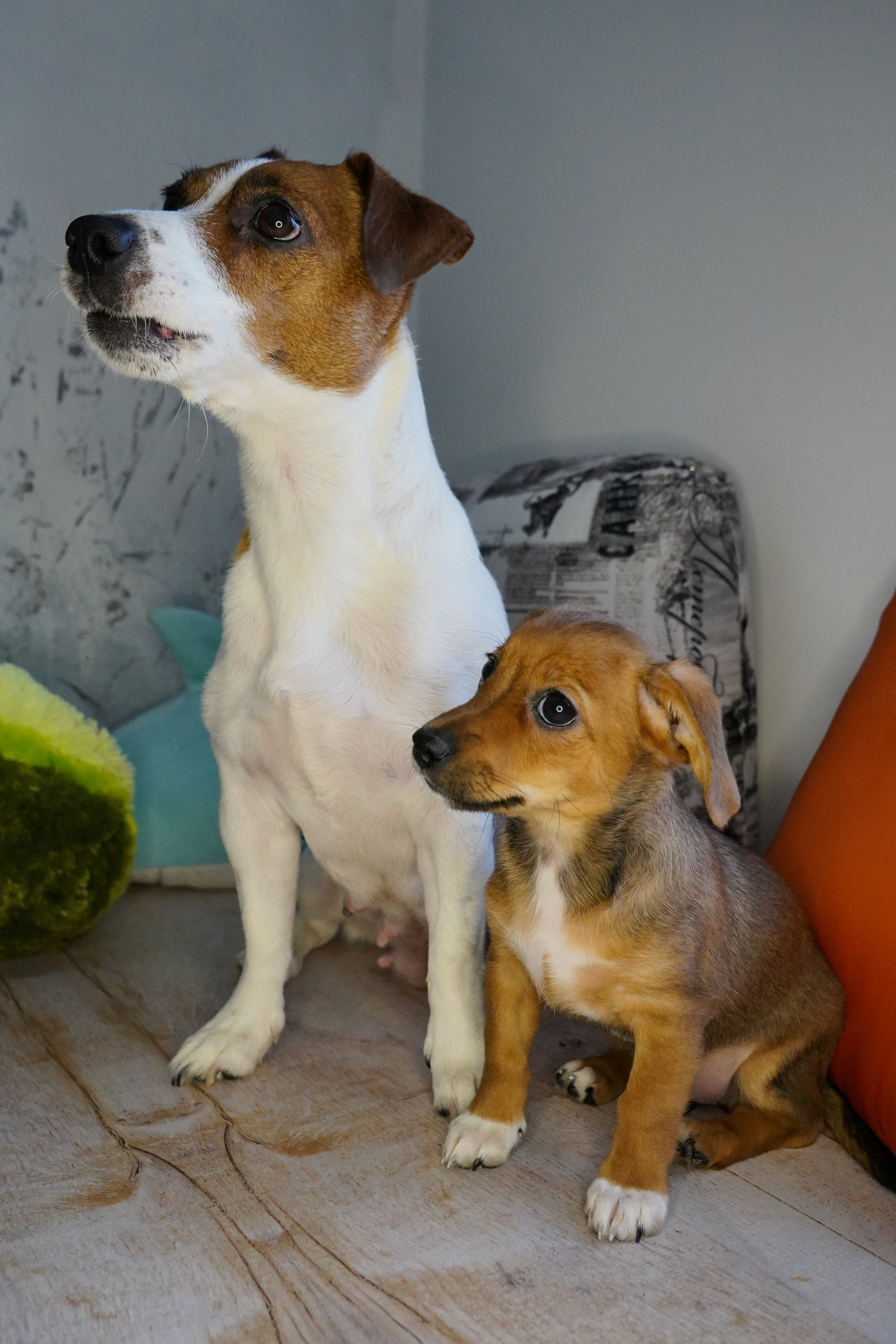 Фотосессии Пушистиков. Фотограф в Санкт-Петербурге Виктория Барышникова