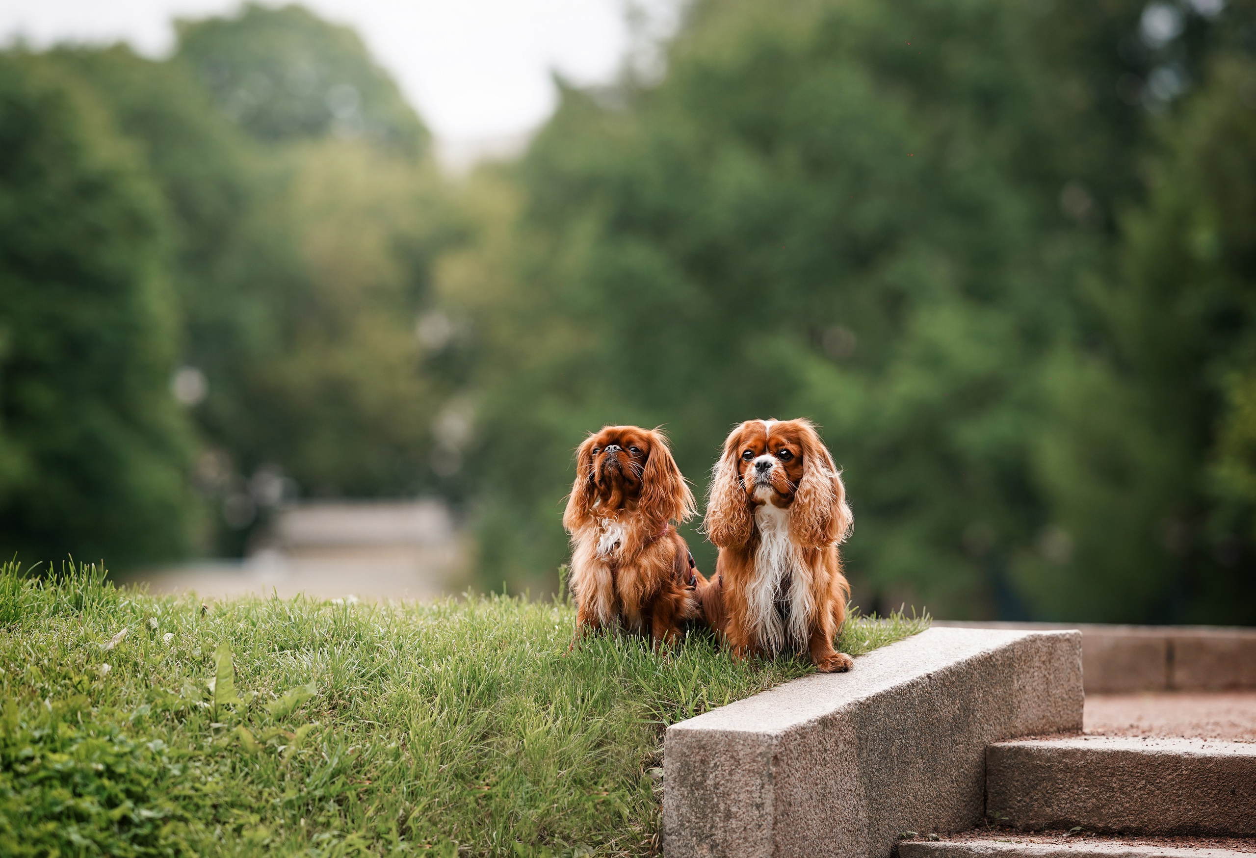 Юля Володя Гарри и Верон. Фотограф-анималист в Санкт-Петербурге Яна Мартынова
