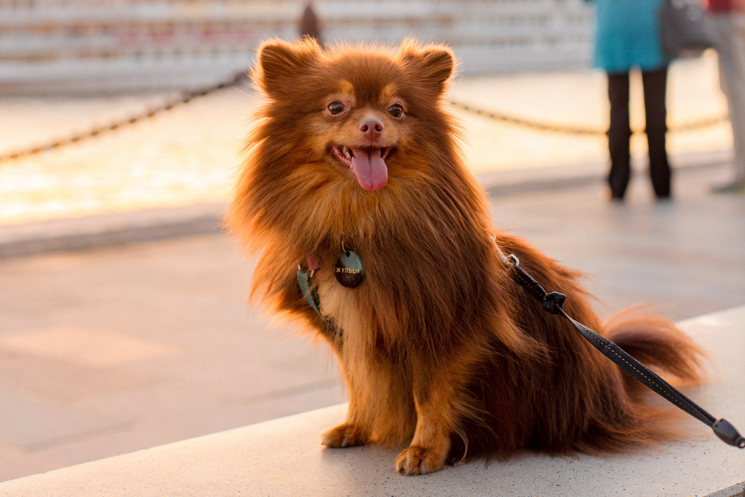 Настя и Жульен. Фотограф-анималист Мария Баркевич | Москва