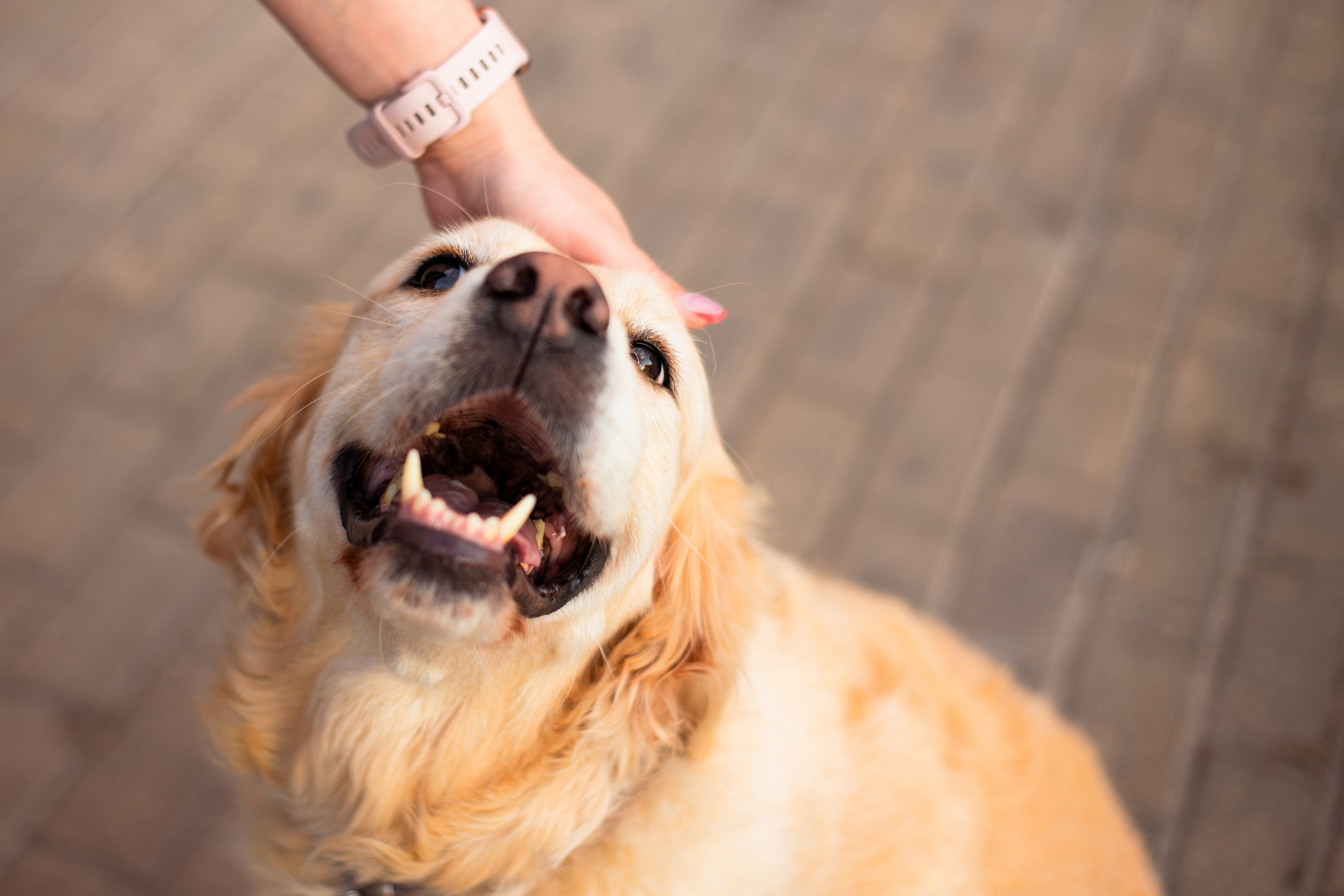 Юля и Мэй. Фотограф-анималист Мария Баркевич | Москва