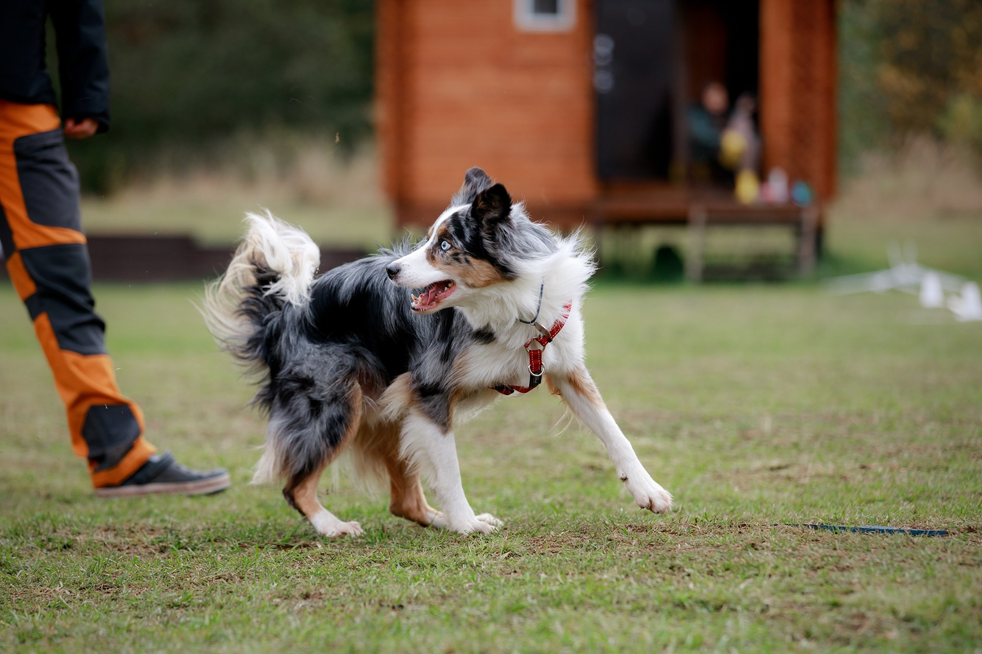 Лагерь по ОБД с Инной Баженовой. Фотограф-анималист Mary Mart — Москва, Питер