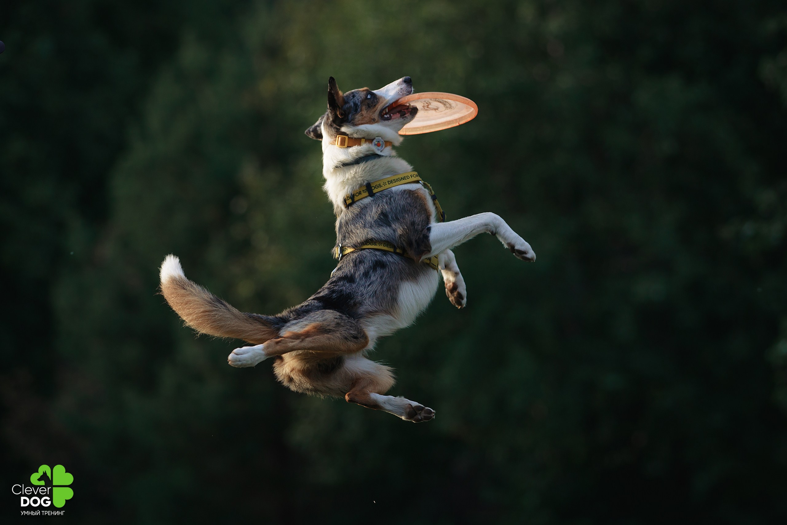 Кинологический лагерь CleverDog, 2024. Фотограф-анималист Mary Mart — Москва, Питер