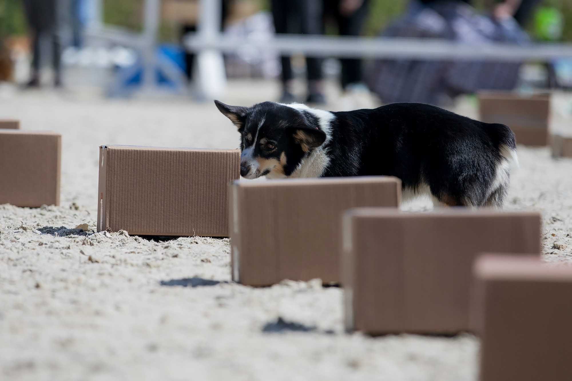 Показательные выступления по NoseWork на выставке «Россия». Фотограф-анималист Mary Mart — Москва, Питер
