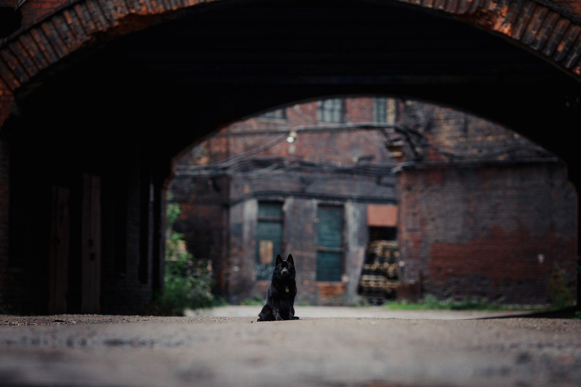 Саша, Маша и шипперке Йети. Фотограф-анималист Mary Mart — Москва, Питер