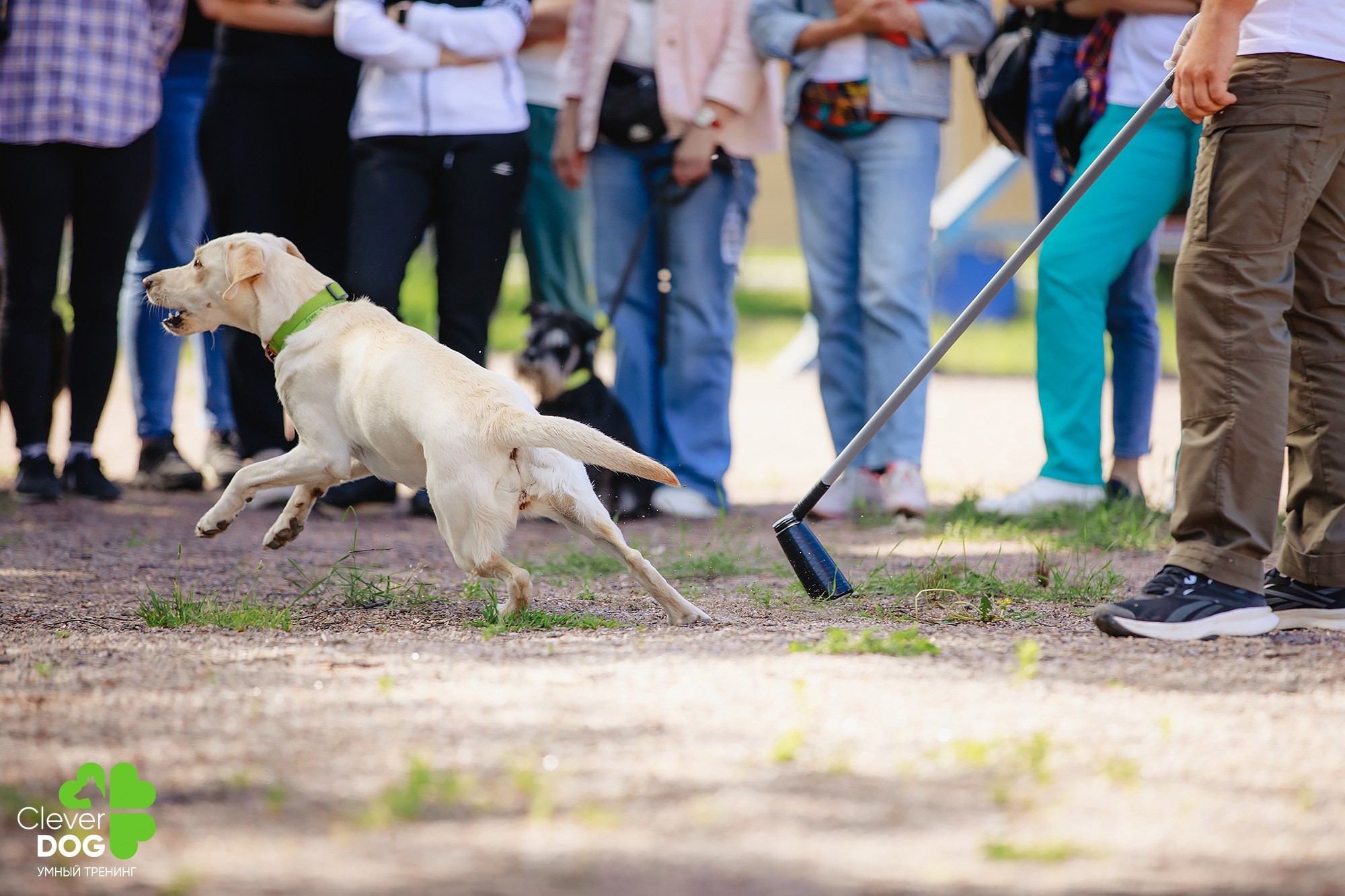 Семинар по поиску запаха с Иваном Ломовым, организатор CleverDog, СПб. Фотограф-анималист Mary Mart — Москва, Питер