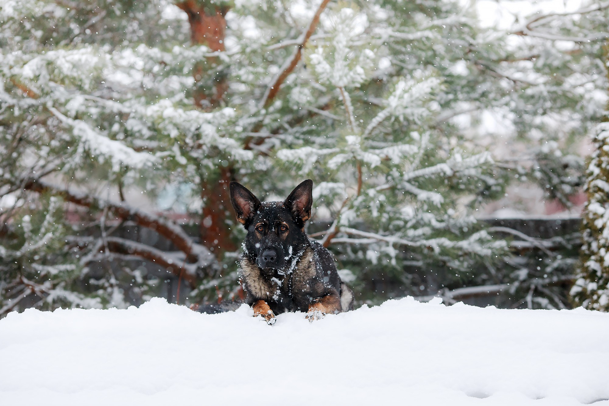Зимние портреты. Фотограф-анималист Mary Mart — Москва, Питер