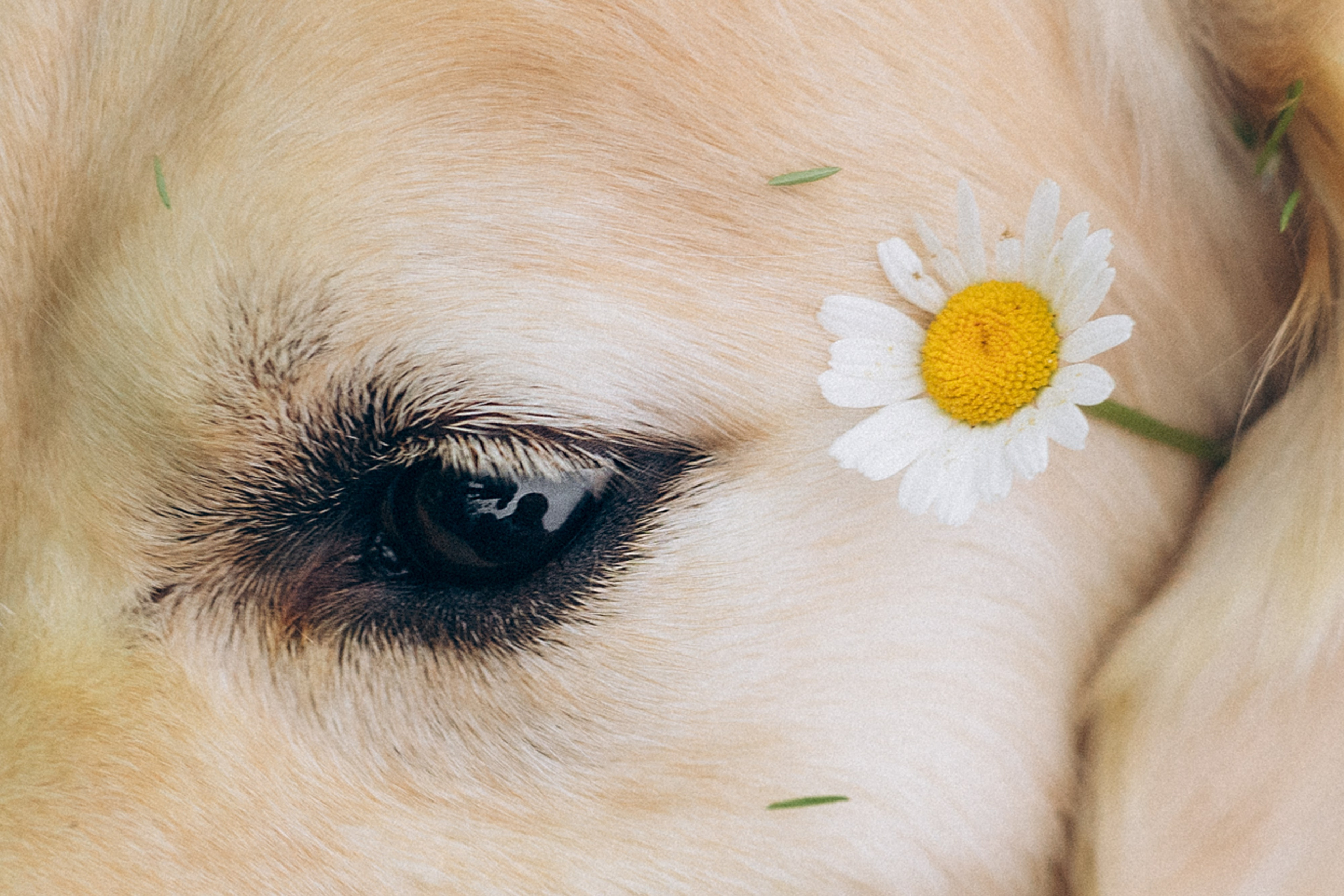 Кристина, Александр, Каролина, Владлен и Космос. Фотограф анималист в Москве и Санкт-Петербурге Свиридова Анна