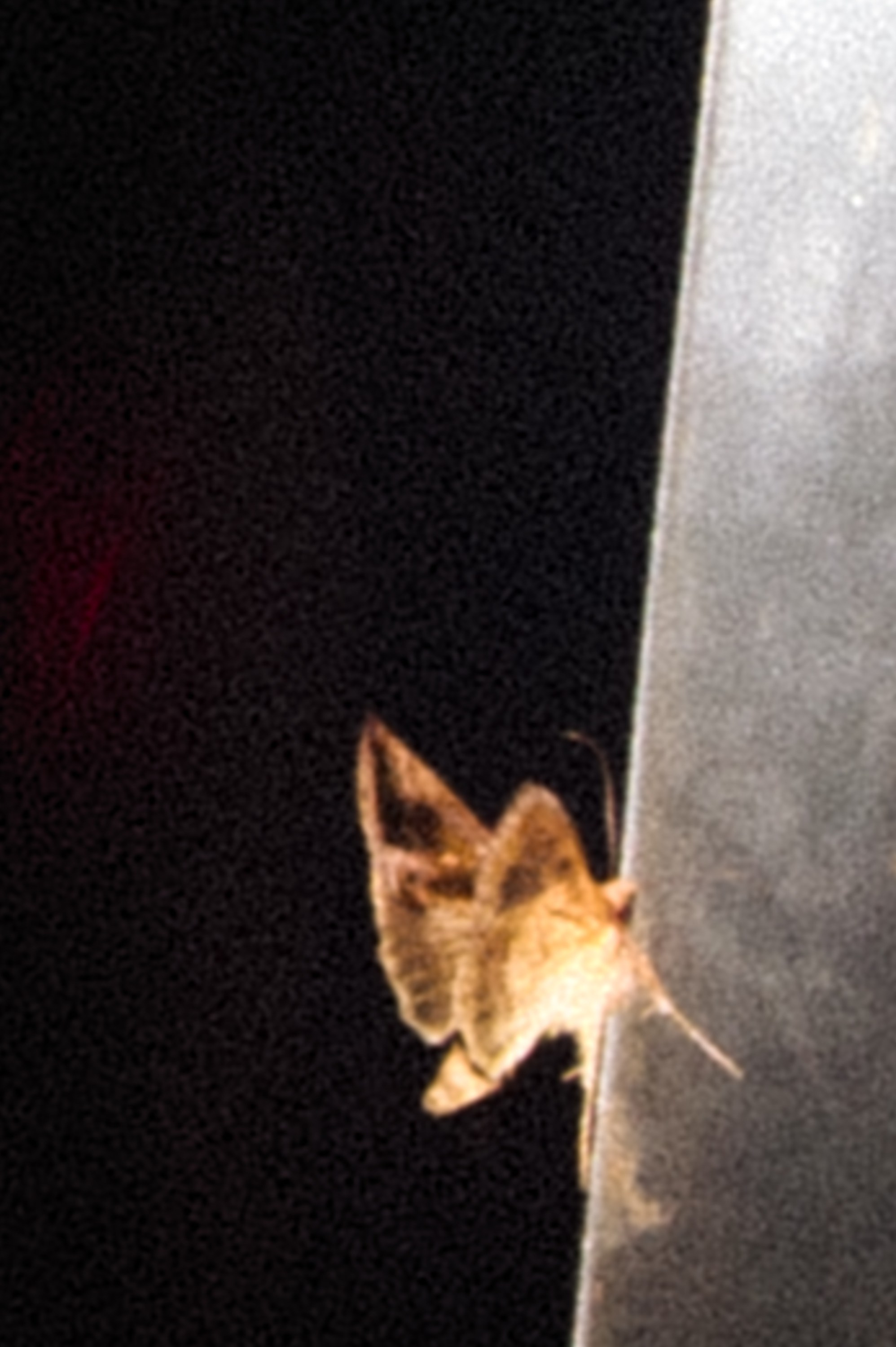 Rawerly. Хеллуинская ночь. Сайт фотографа Данилы Пащенко