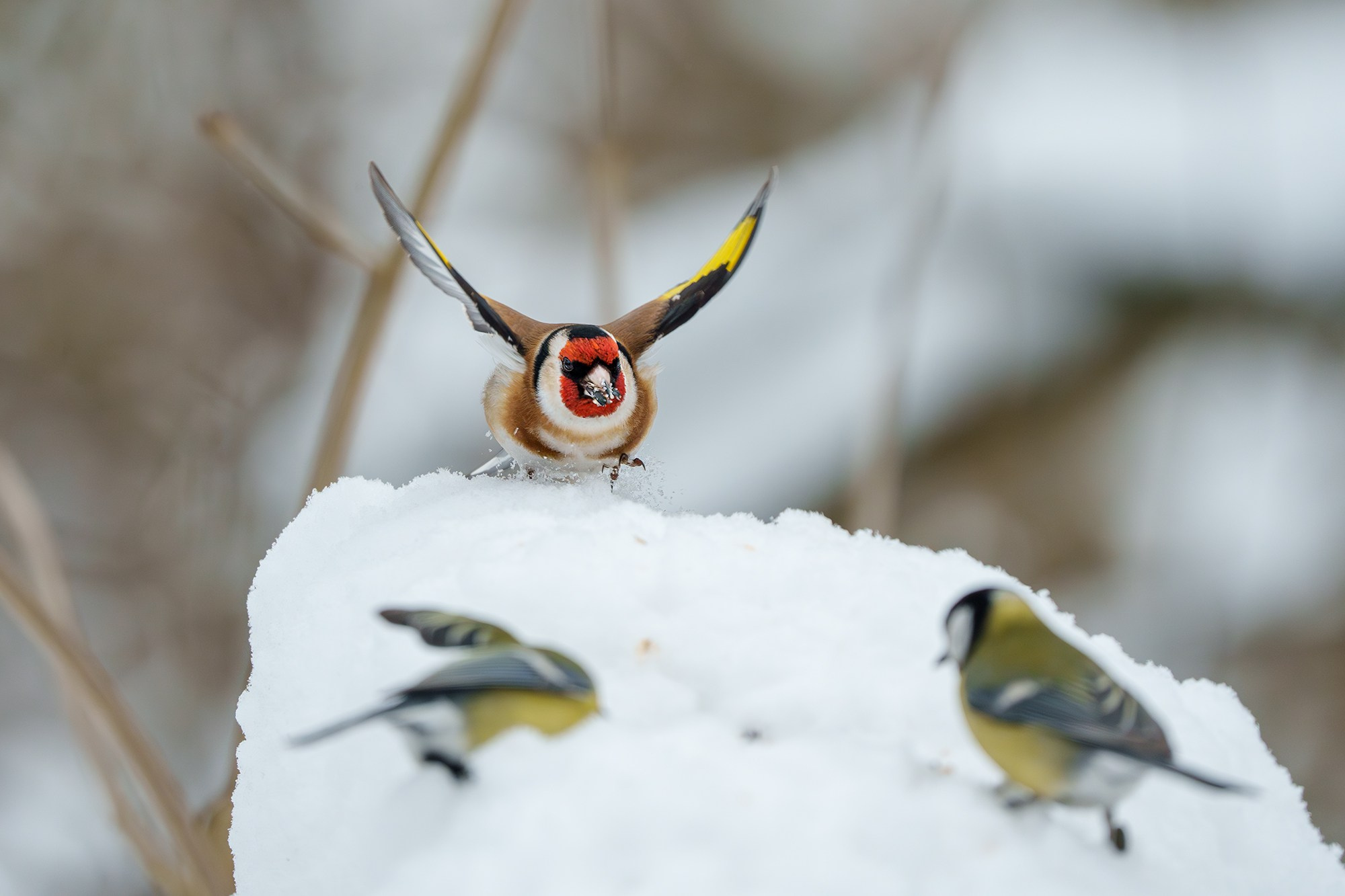Удивительные мир птиц. Вокруг нас столько прекрасного — присмотритесь!. Ваш личный фотограф Марина Волкова