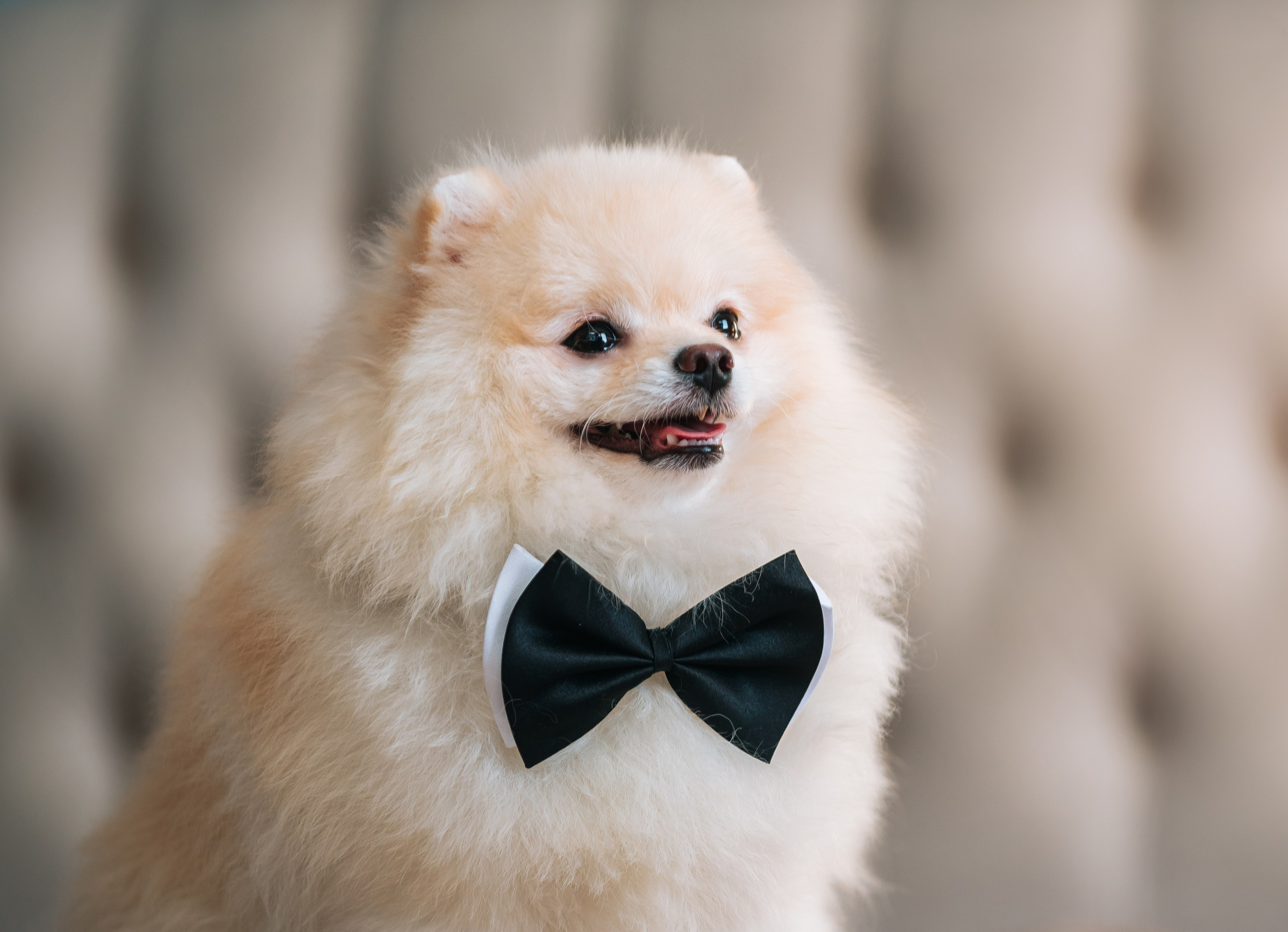 Шпицы дома. Главная