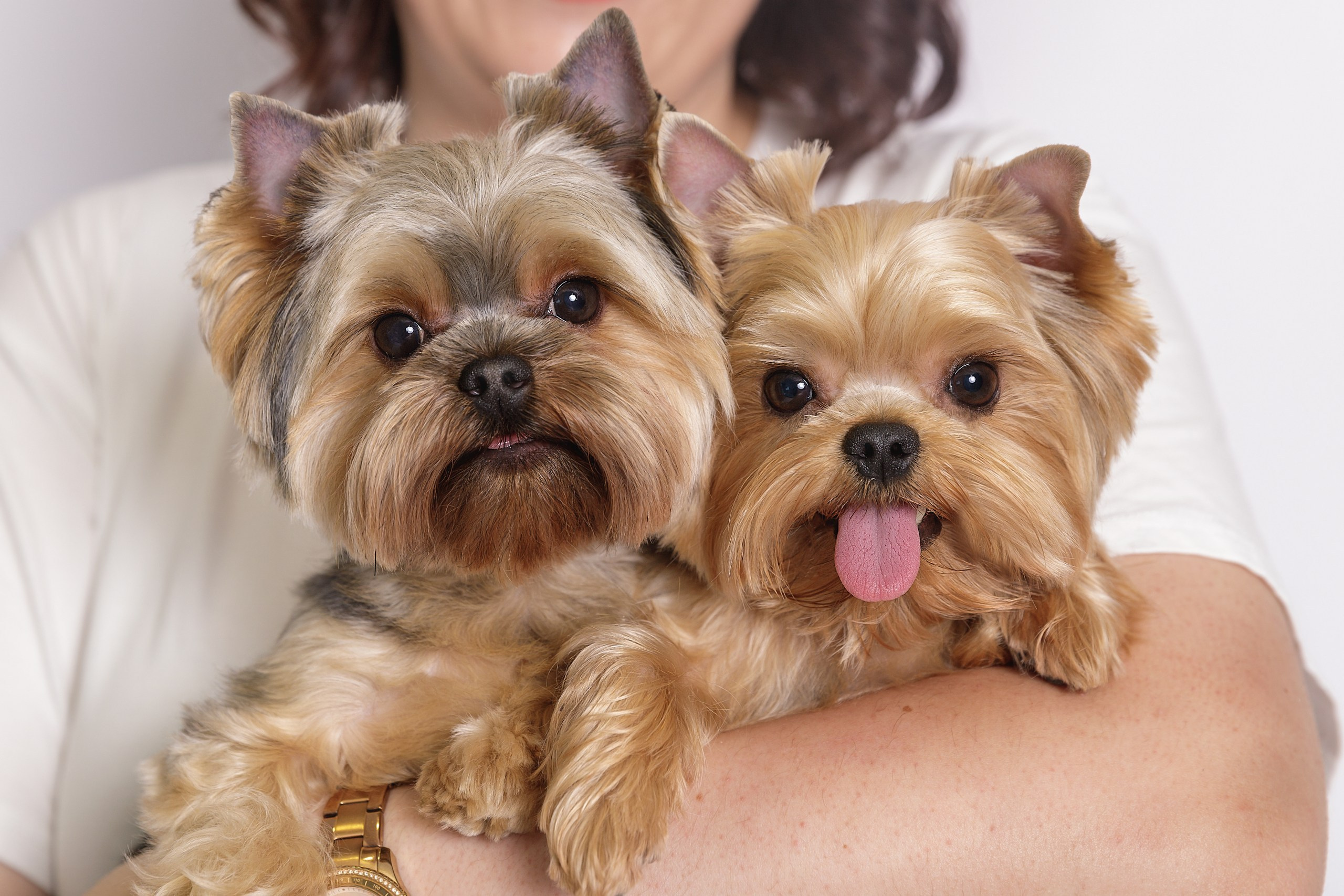 Аня, Тортик и Барри. Фотограф-анималист в Калуге Мария Шерскова