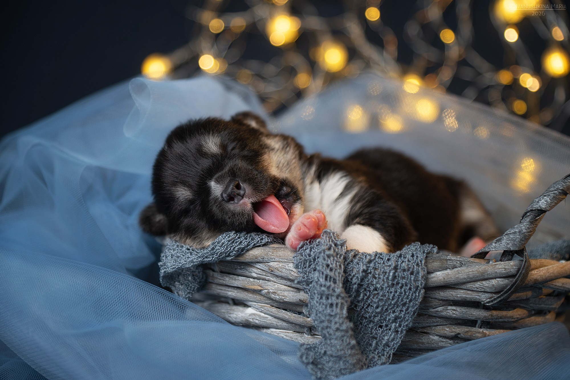 Ньюборн фотосессия щенков. Фотограф собак в Москве и Московской области Иванушкина Мария
