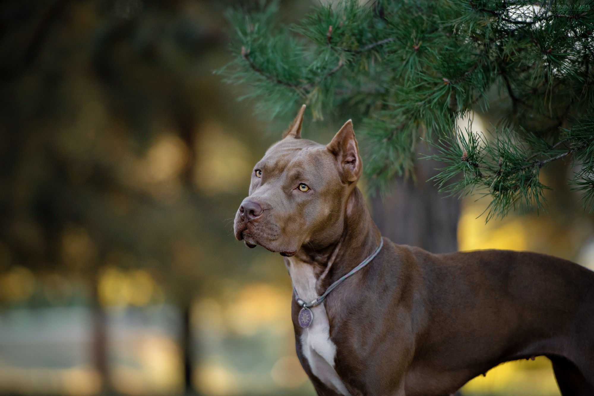 Фотограф-анималист. Фотограф собак в Москве и Московской области Иванушкина Мария