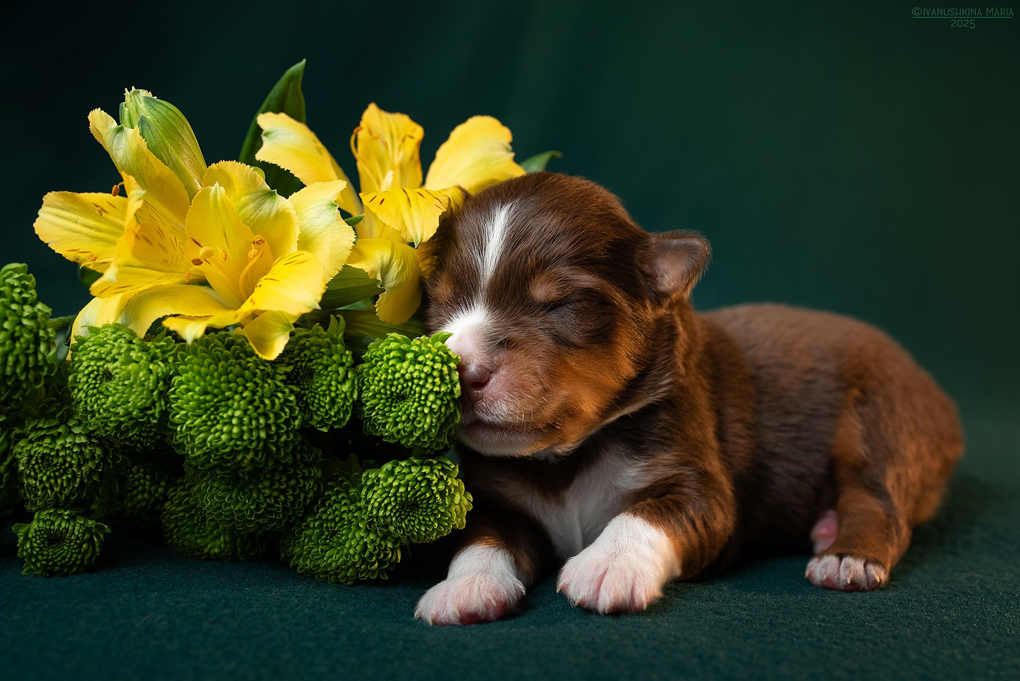 Ньюборн фотосессия щенков. Фотограф собак в Москве и Московской области Иванушкина Мария