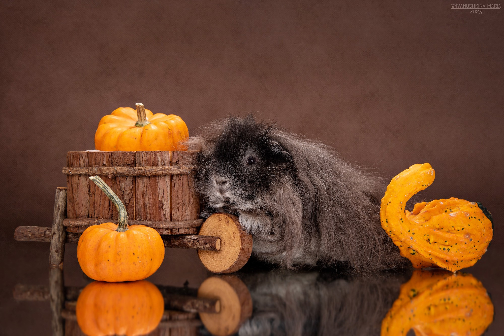 Фотосессии экзотических животных в студии. Фотограф собак в Москве и Московской области Иванушкина Мария