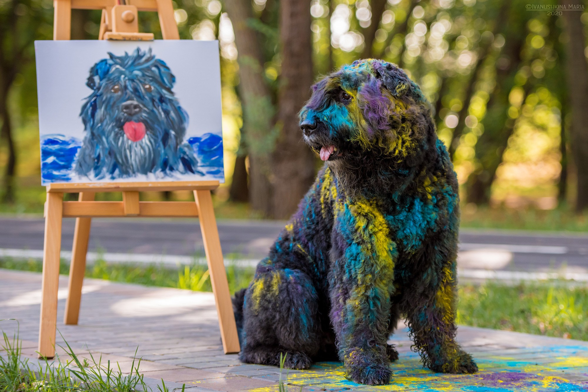 Фотосессия собаки с красками холи. Фотограф собак в Москве и Московской области Иванушкина Мария
