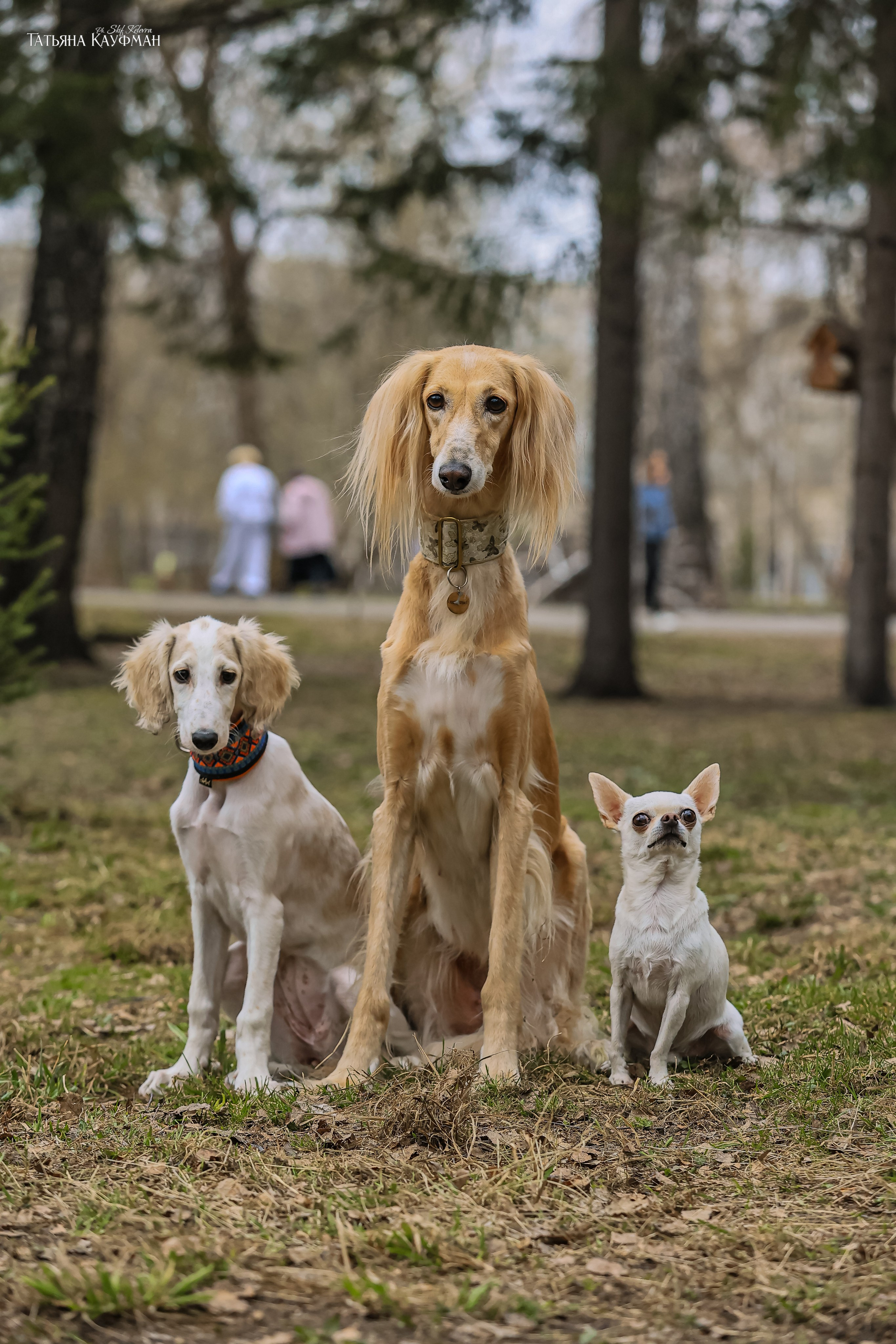 Салюки, фотография салюки, красивая собака, фотограф анималист, фотокурс Анималистика, научиться фотографировать собак, фотограф Новосибирск