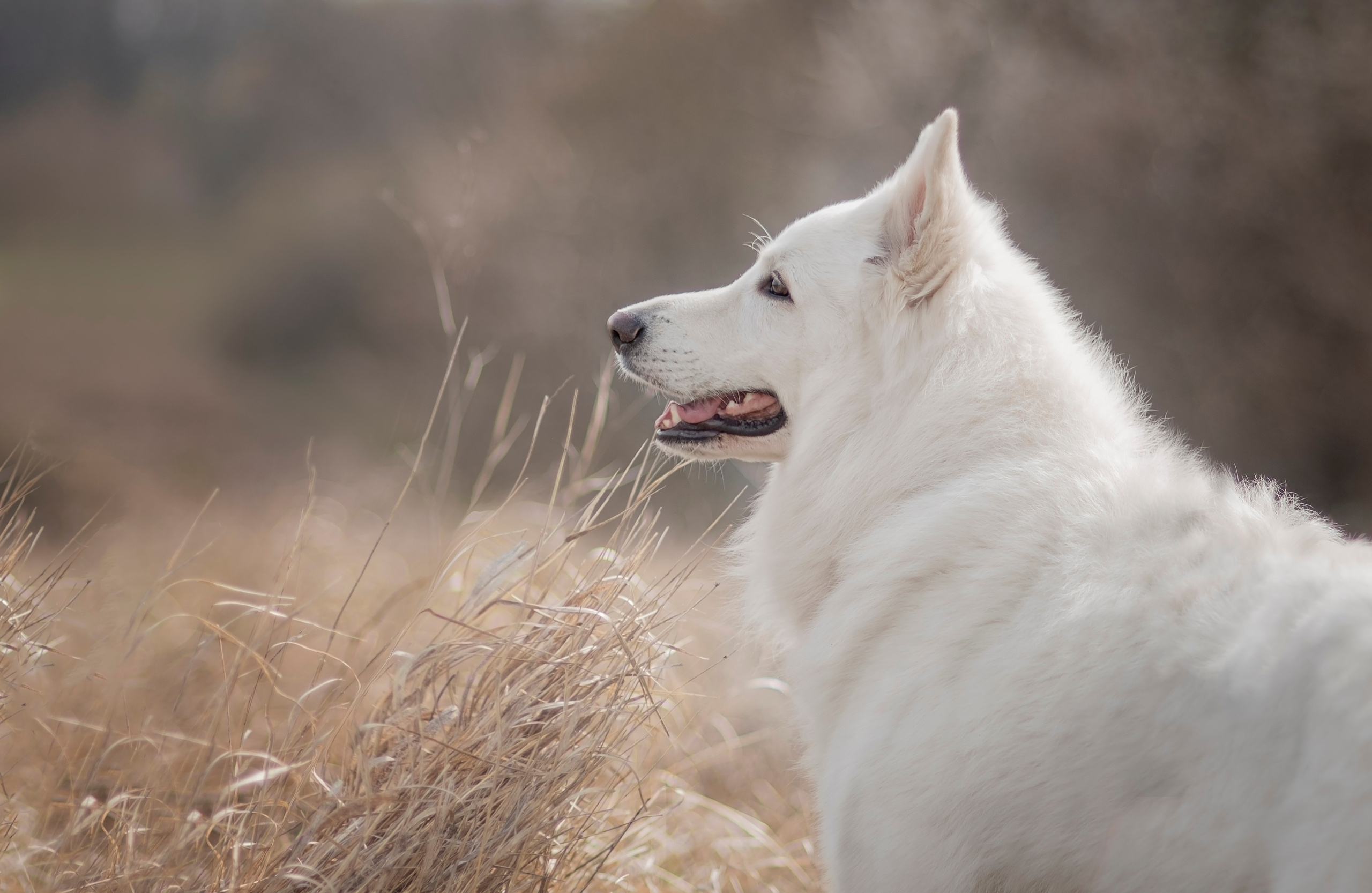 Каспер. Фотограф анималист Ставрополь Яна Кудлай