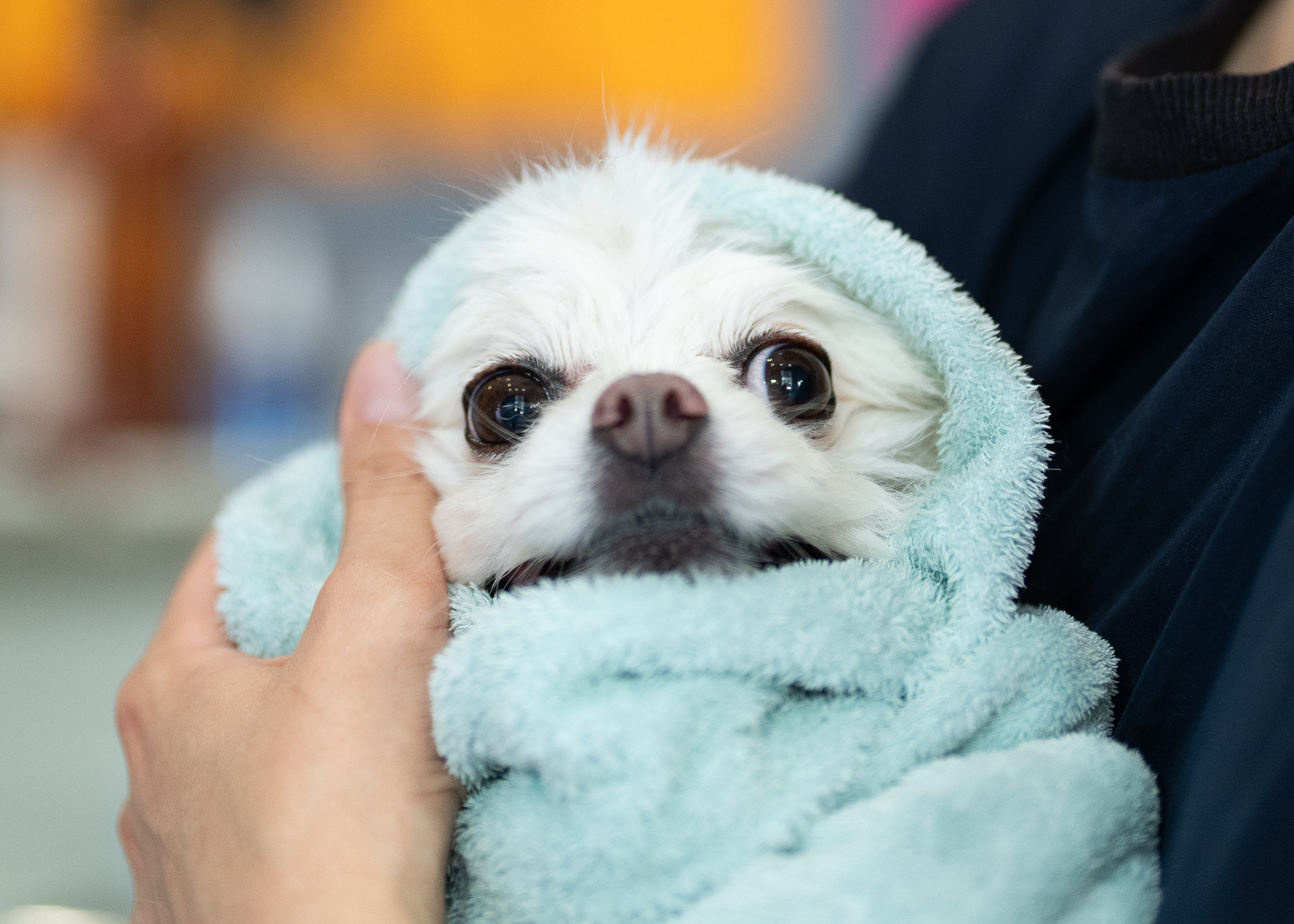 Фотограф анималист в Сочи — профессиональная съемка домашних животных. Профессиональная фотосъемка в Сочи: репортаж, предметная, ювелирная фотосъемка, недвижимость, фуд-фотография. Фотограф Александр Афанасьев