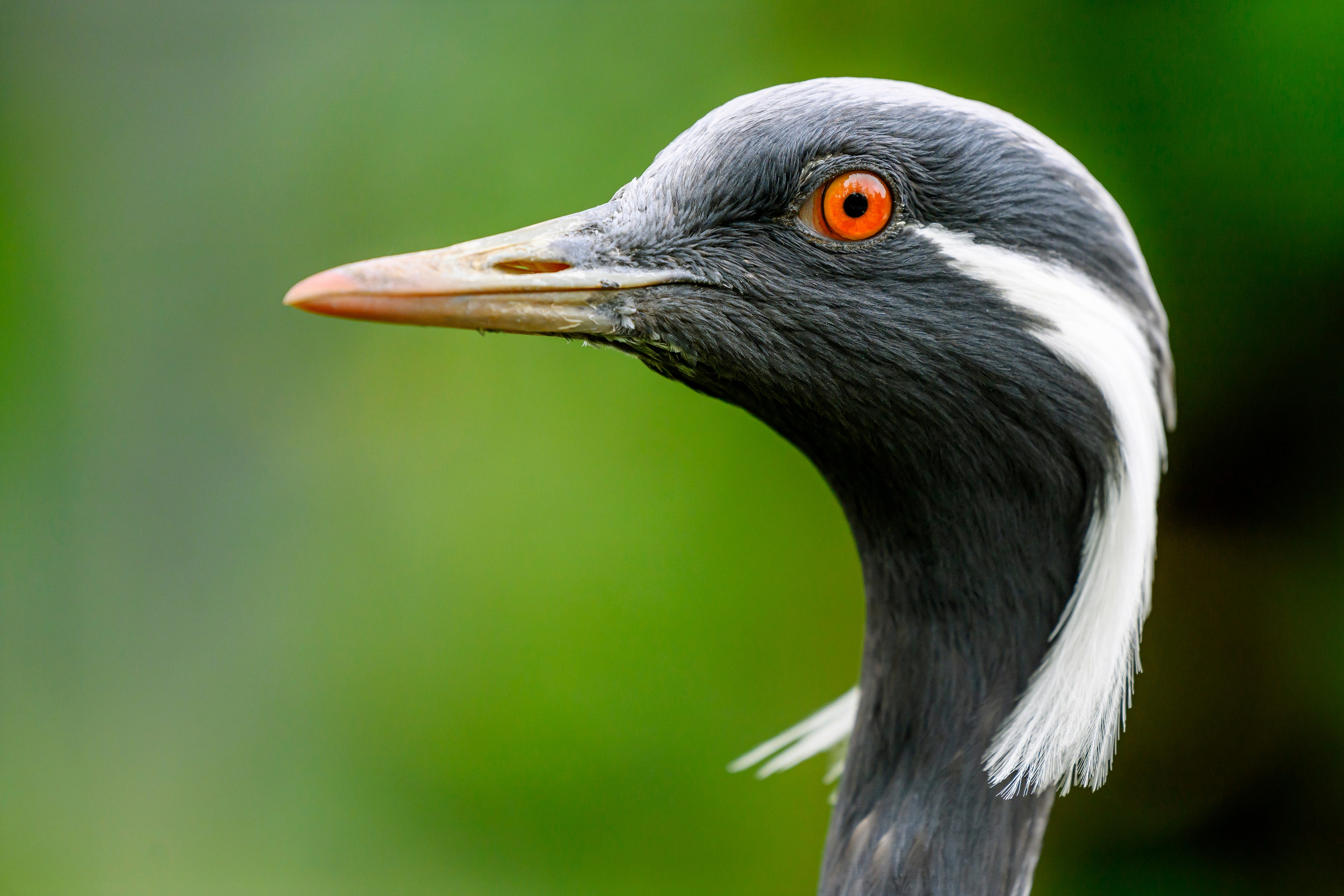 Красавки, цапли, утки: Парк Ближняя дача. Wildlife photography by Sergey Puponin