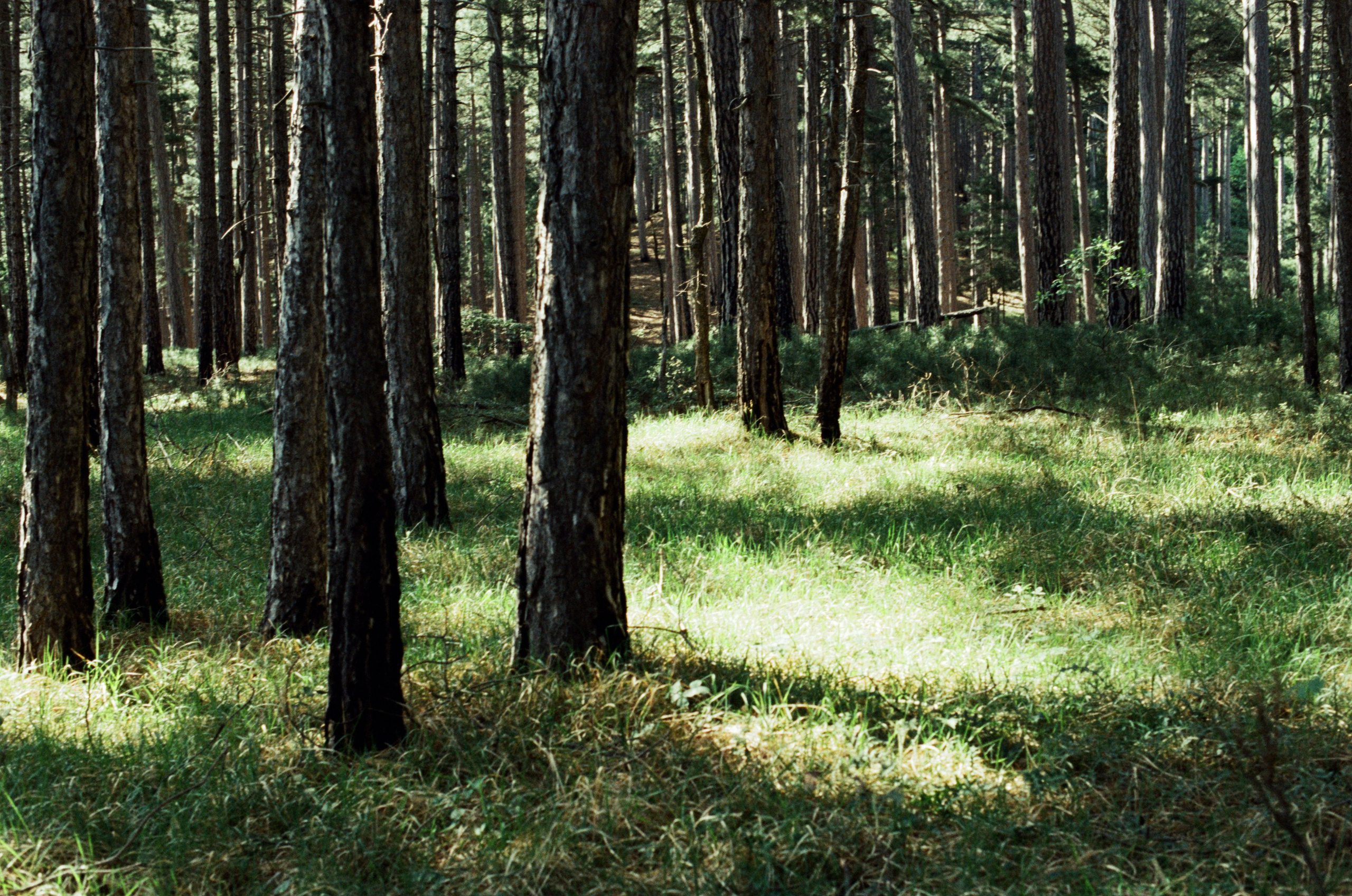 Silver strings // ukraine, crimea IX. EVER EXPOSED