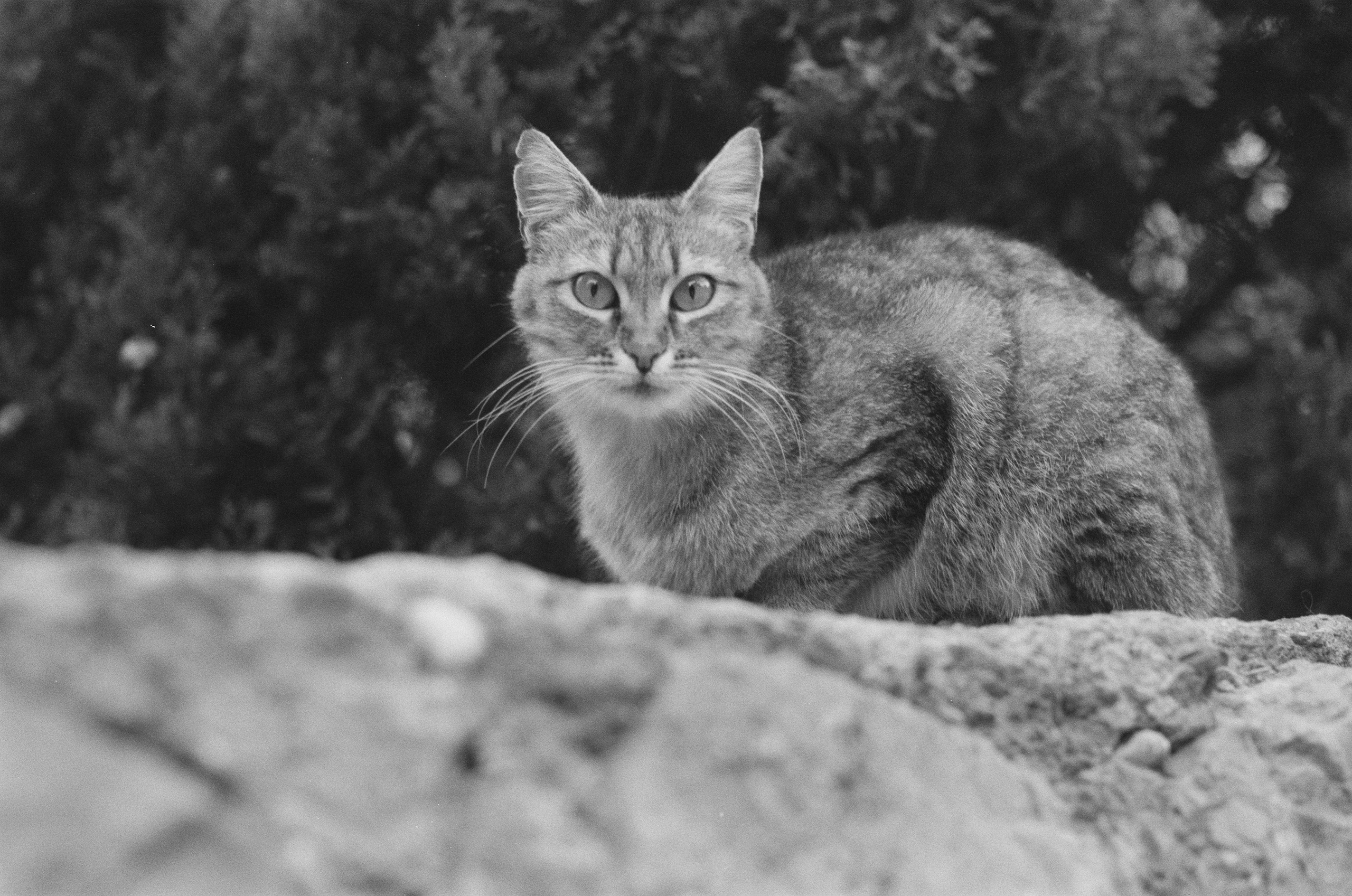 Plastinki // ukraine, crimea III. EVER EXPOSED
