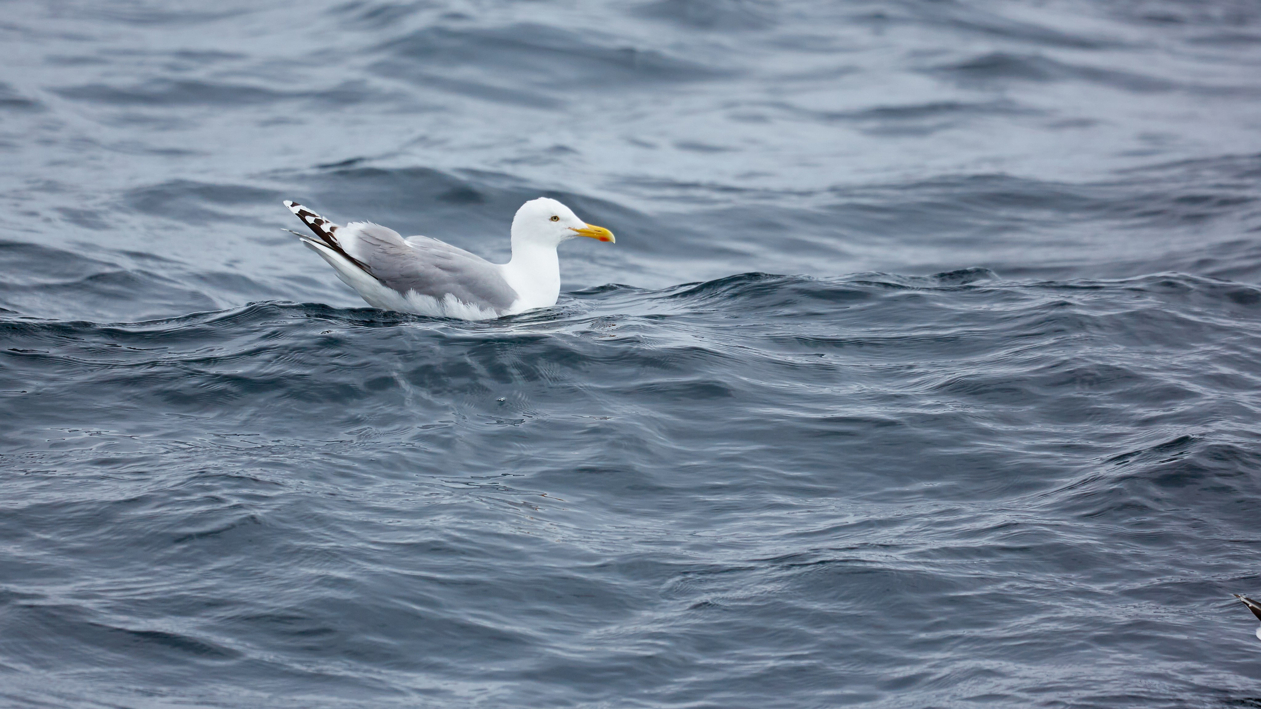 Баренцево море. Пейзажи Крайнего Севера. Баренцево море, Рыбачий, Средний, Немецкий