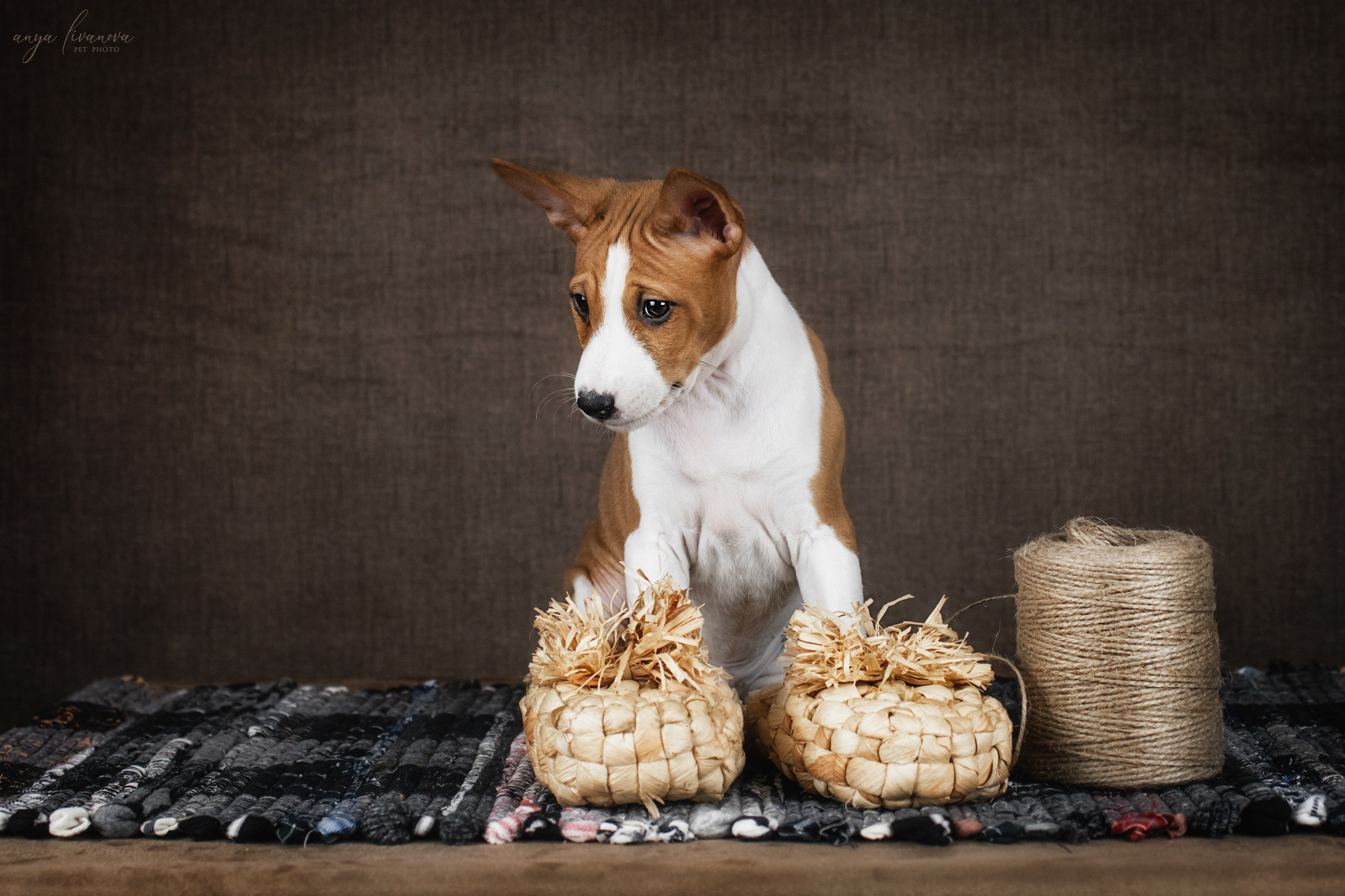 Басенджи. Фотограф анималист Аня Ливанова | Рыбинск
