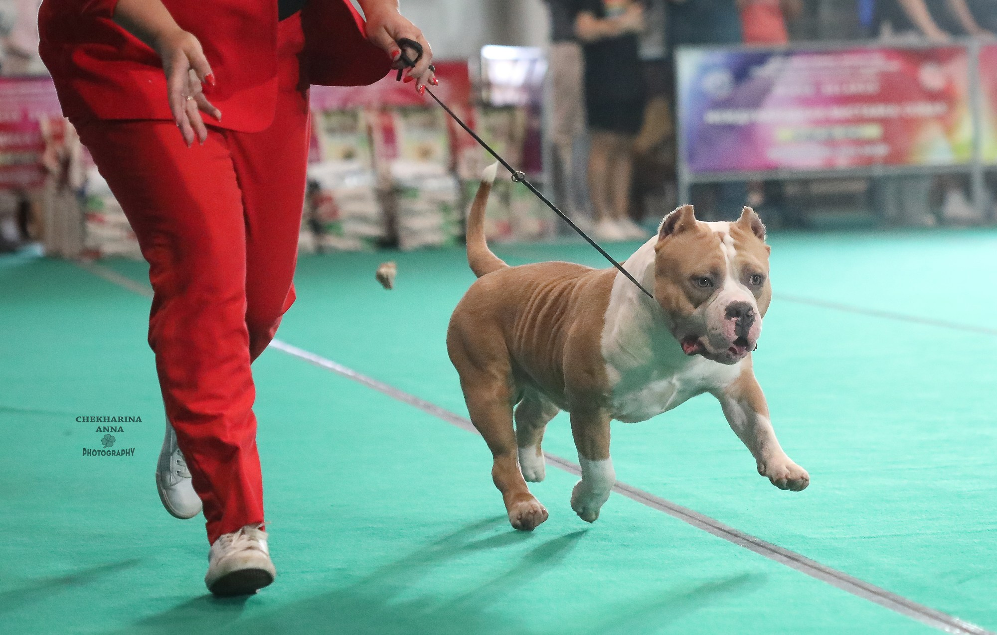 Анималистика. Профессиональный фотограф Чехарина Анна / pro photographer Chekharina