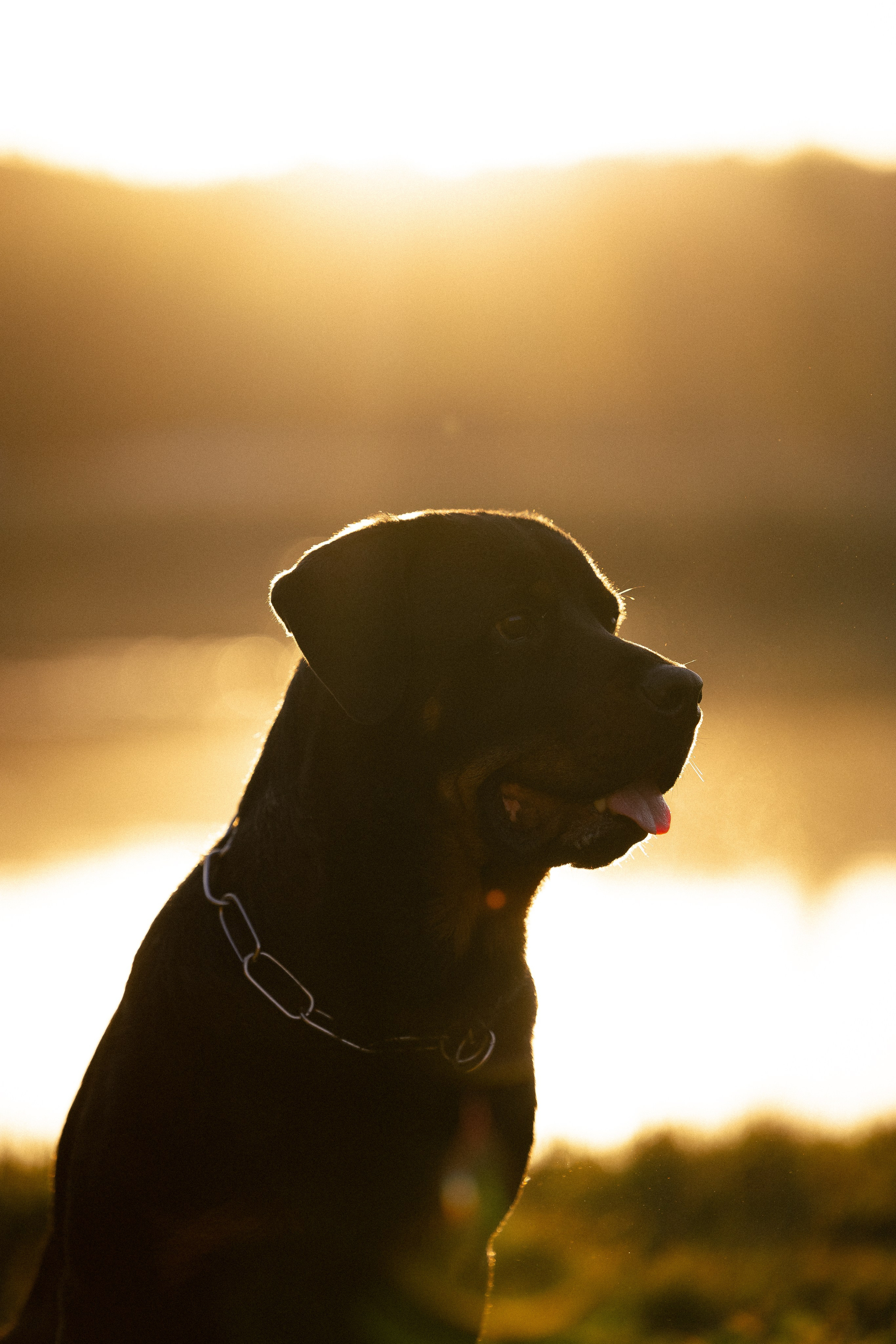 Катя, Леша, Лея и Трой. Фотограф и видеограф анималист Аганина Дарья