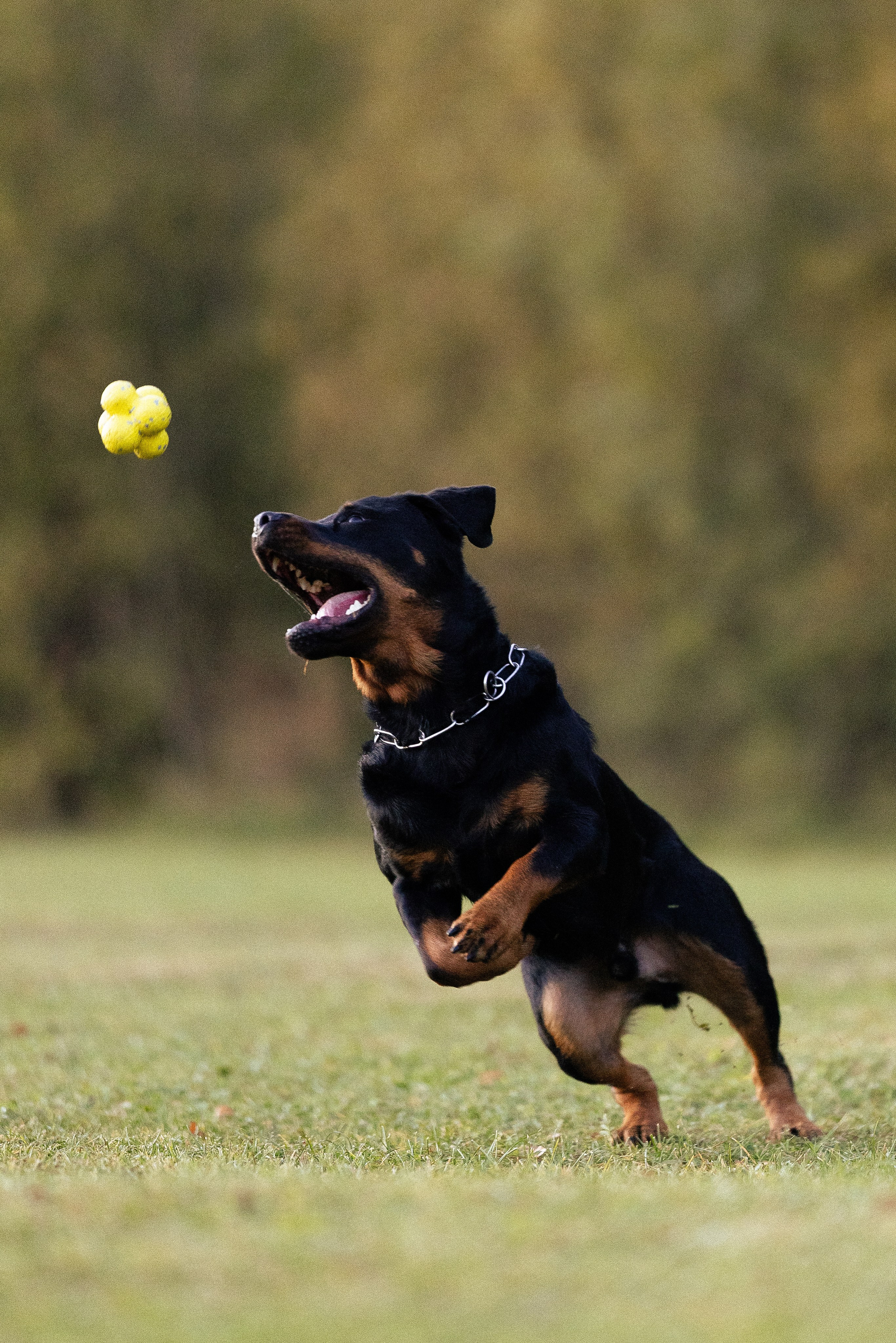 Катя, Леша, Лея и Трой. Фотограф и видеограф анималист Аганина Дарья